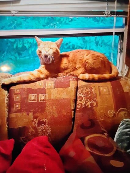 Enlarge Vinny, orange eye candy!, a Adopted American Shorthair in Mulino, OR image 4/6