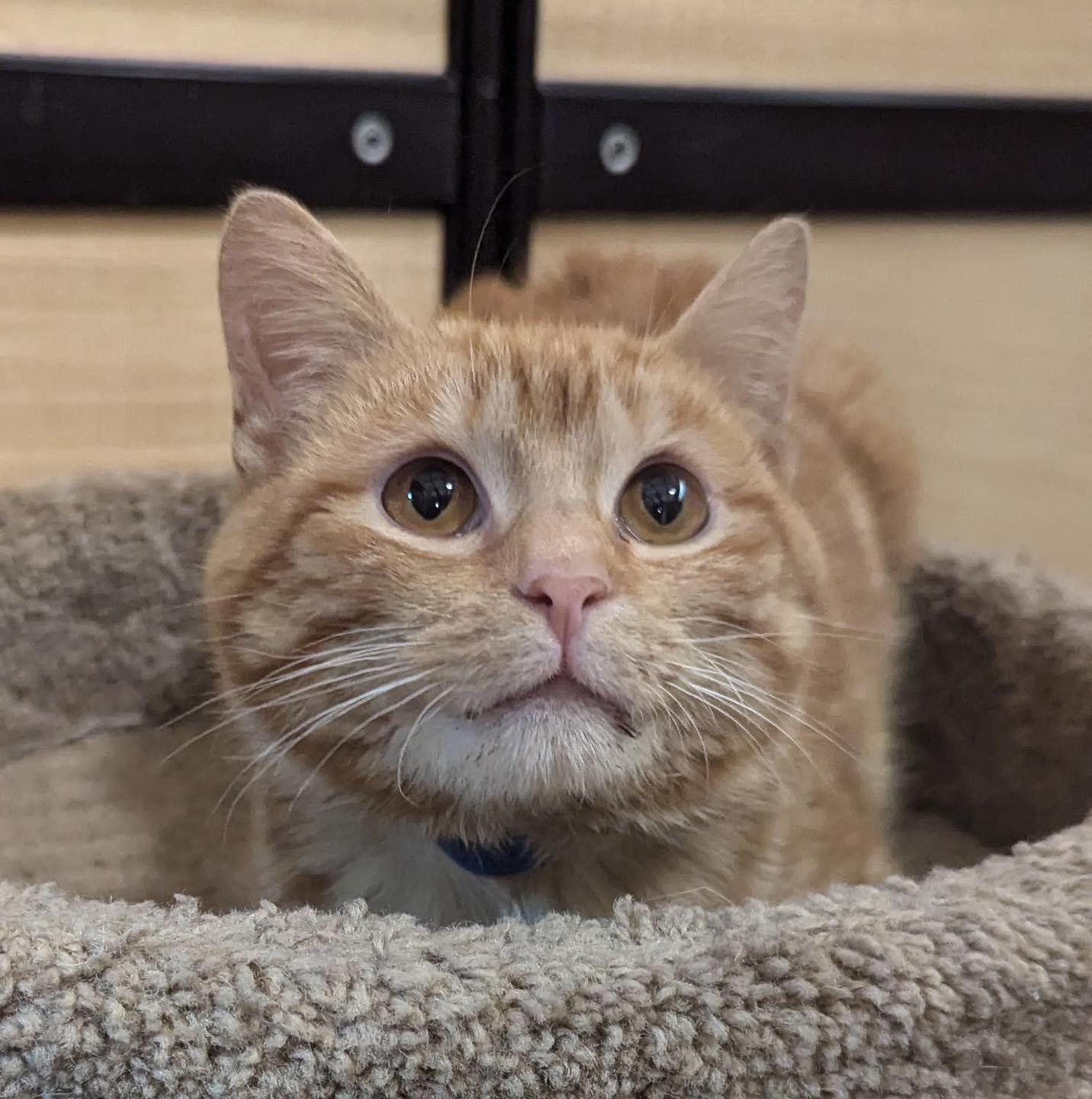 Enlarge Matthew, a ADOPTABLE Tabby in Noblesville, IN image 1/2