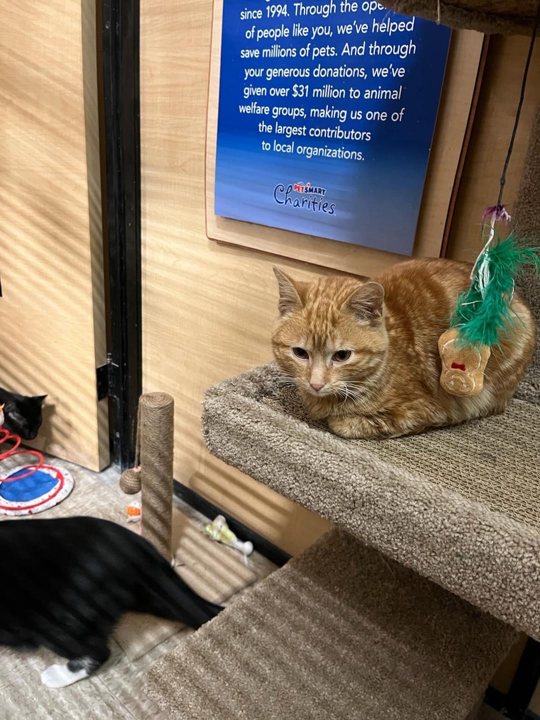 Enlarge Matthew, a ADOPTABLE Tabby in Noblesville, IN image 2/2