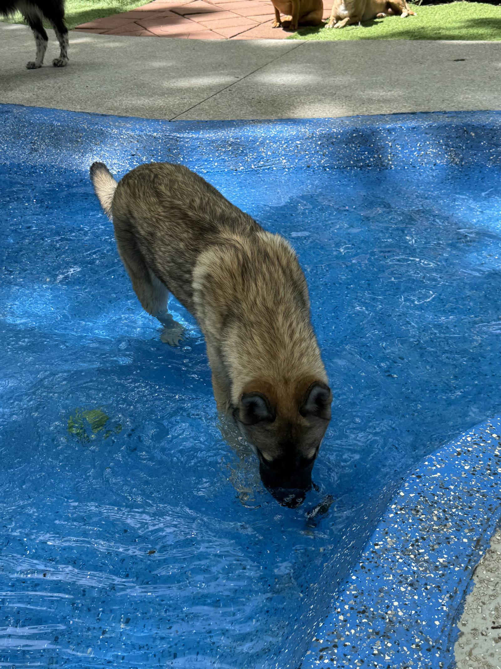 Enlarge Maple, a Adoptable mixed breed in Leavenworth, KS image 1/3