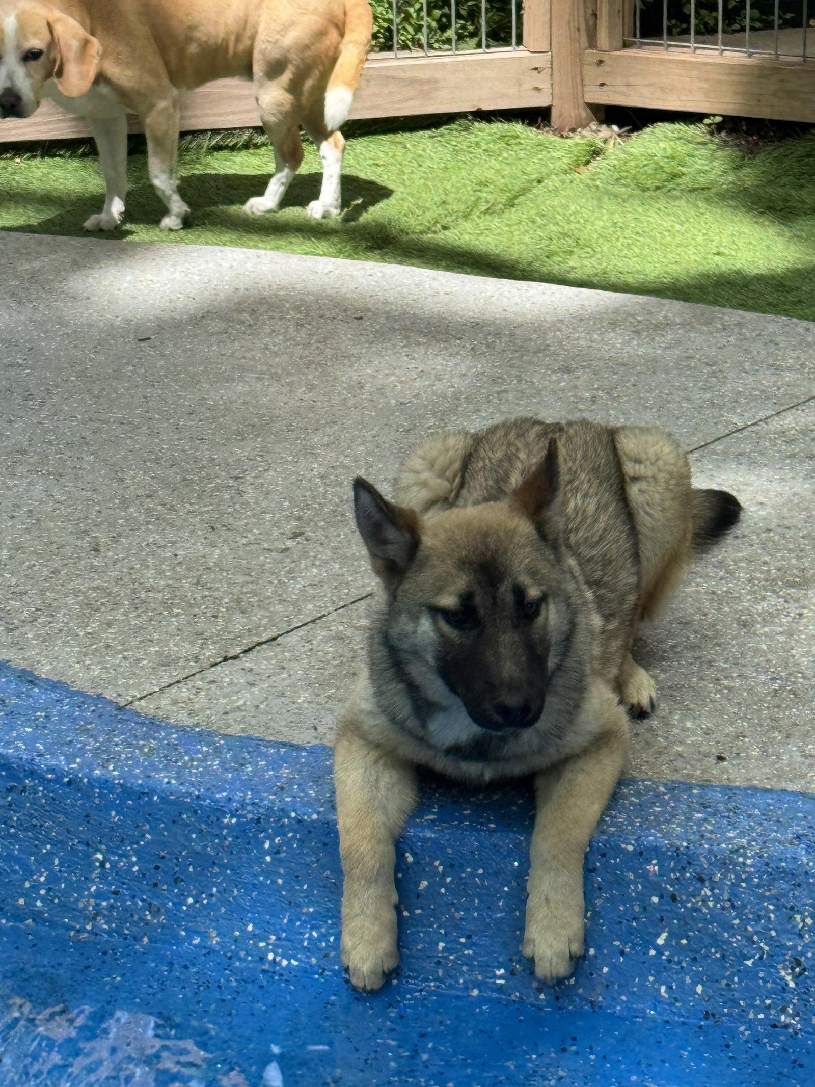 Enlarge Maple, a Adoptable mixed breed in Leavenworth, KS image 2/3