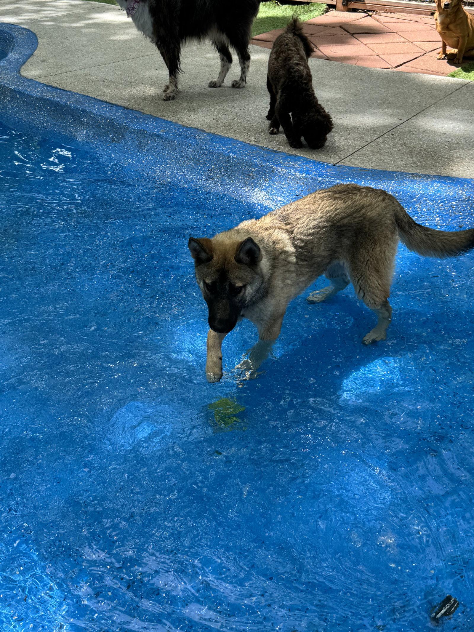 Enlarge Maple, a Adoptable mixed breed in Leavenworth, KS image 3/3