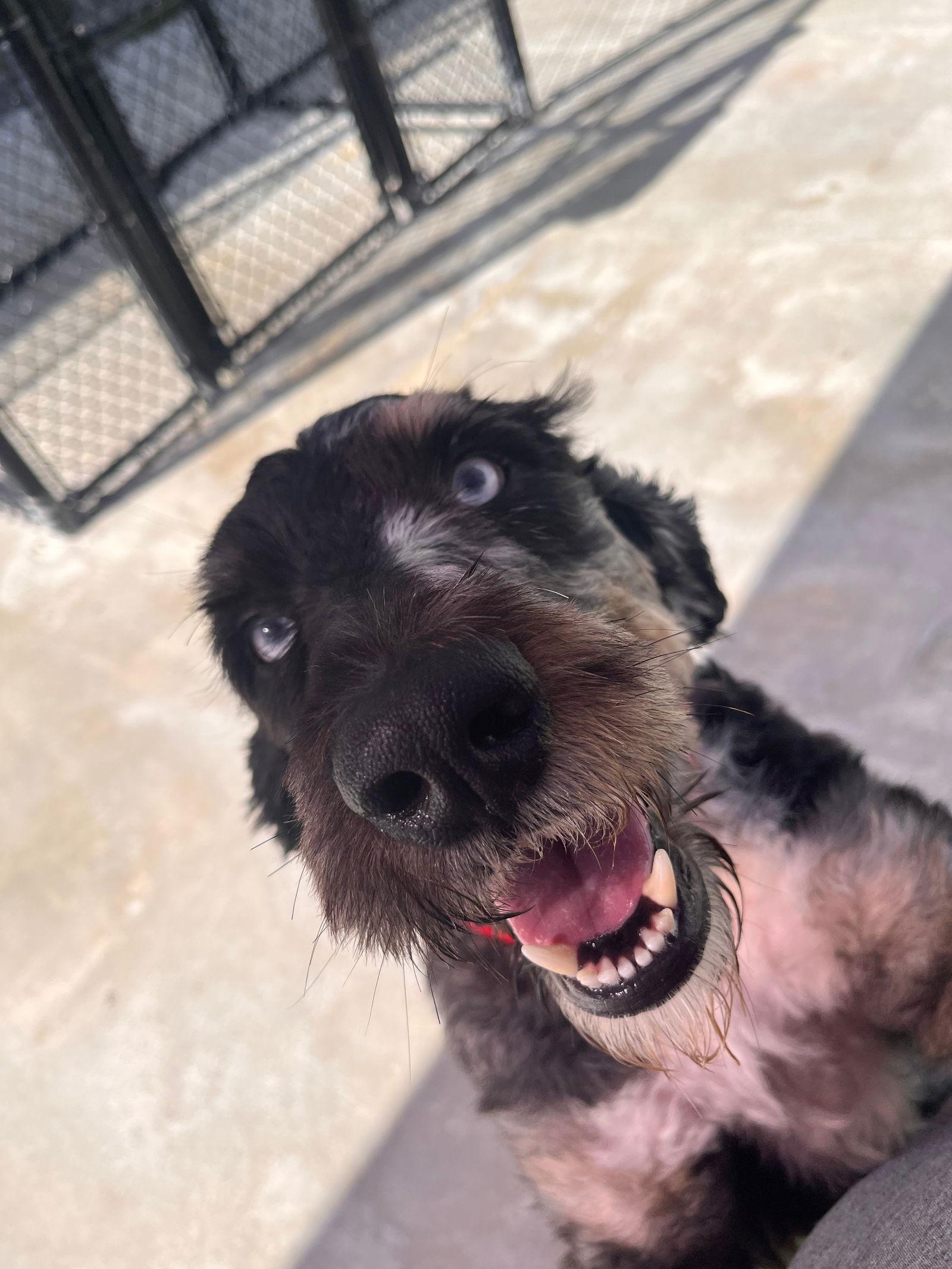Dakota, Adoptable, Adult Male Bernese Mountain Dog & Standard Poodle.