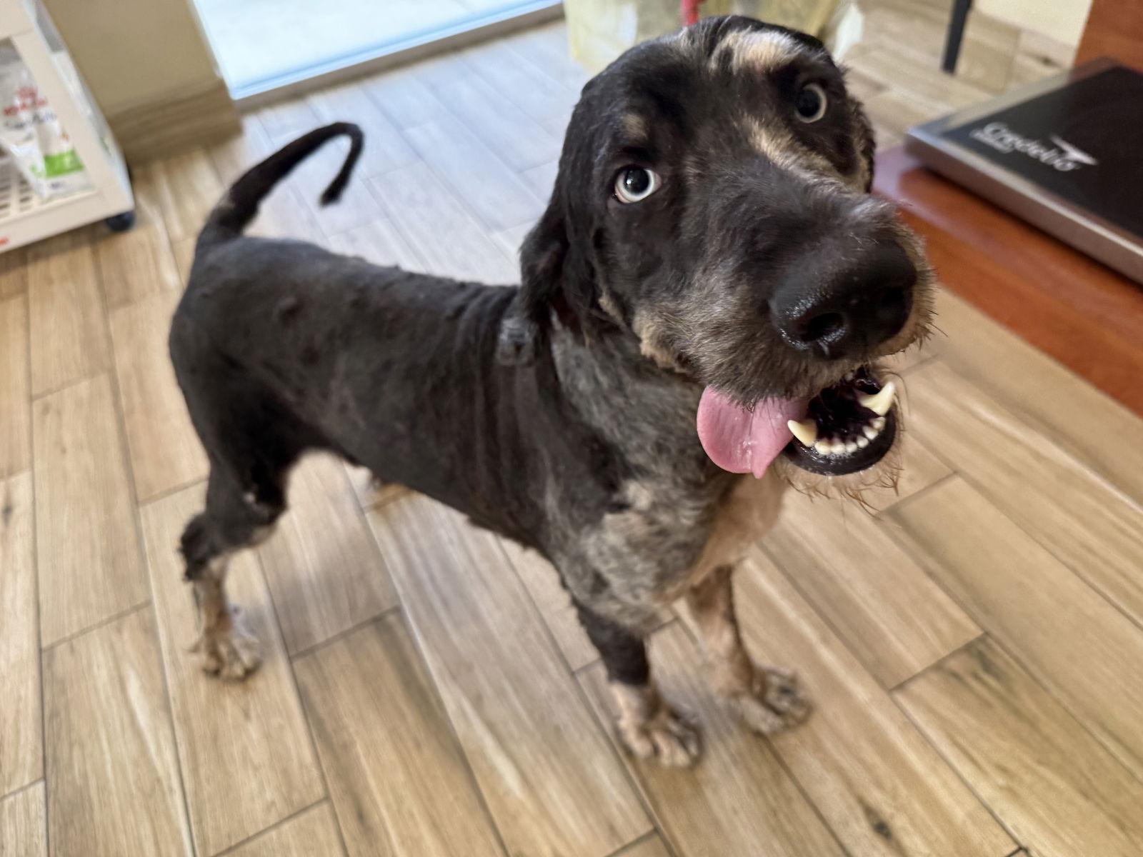 Dakota, Adoptable, Adult Male Bernese Mountain Dog & Standard Poodle.