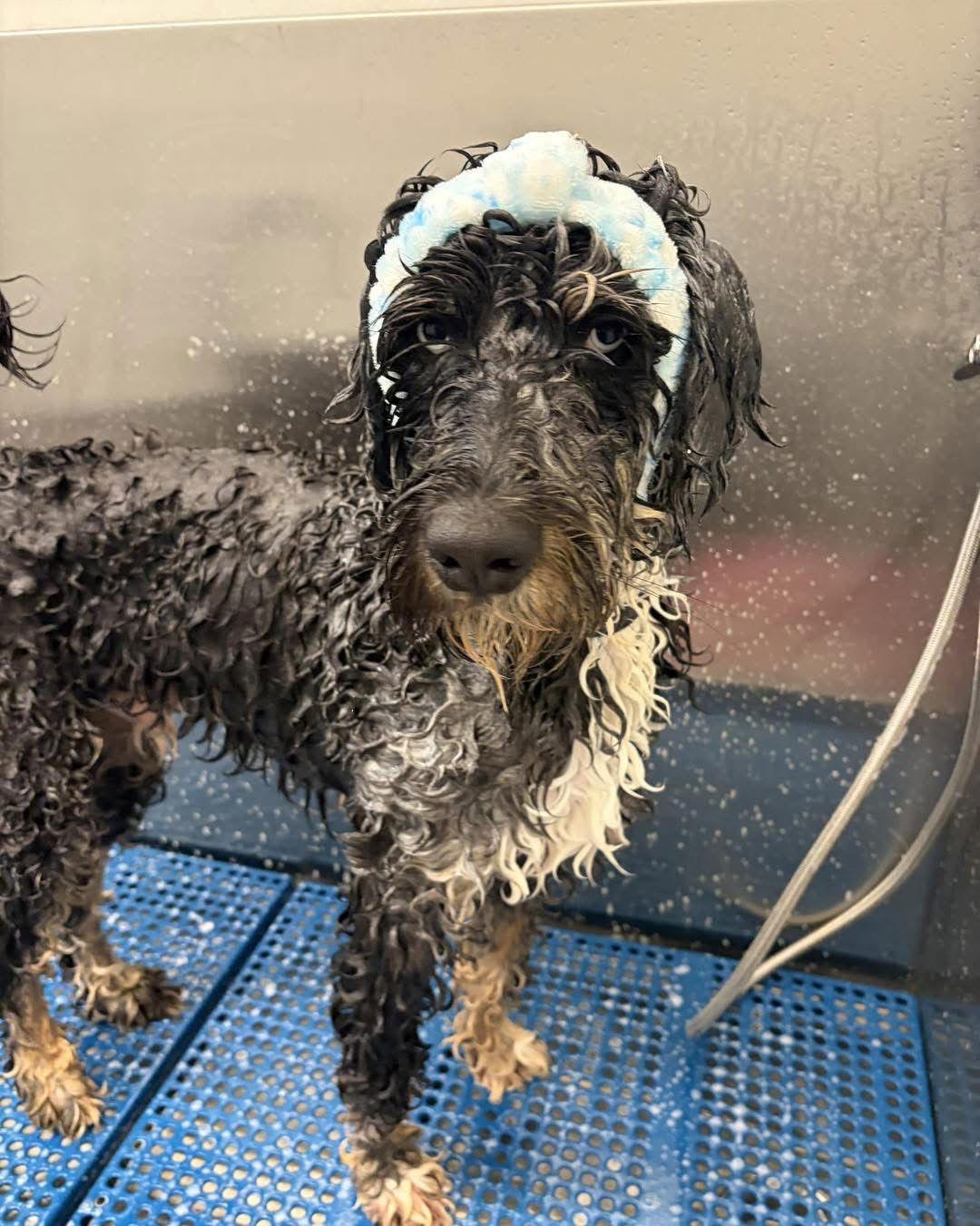 Dakota, Adoptable, Adult Male Bernese Mountain Dog & Standard Poodle.