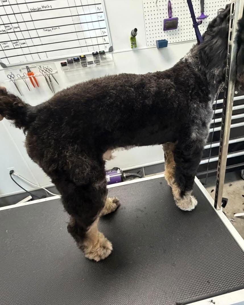 Enlarge Dakota, a Adoptable mixed breed in Valrico, FL image 2/3