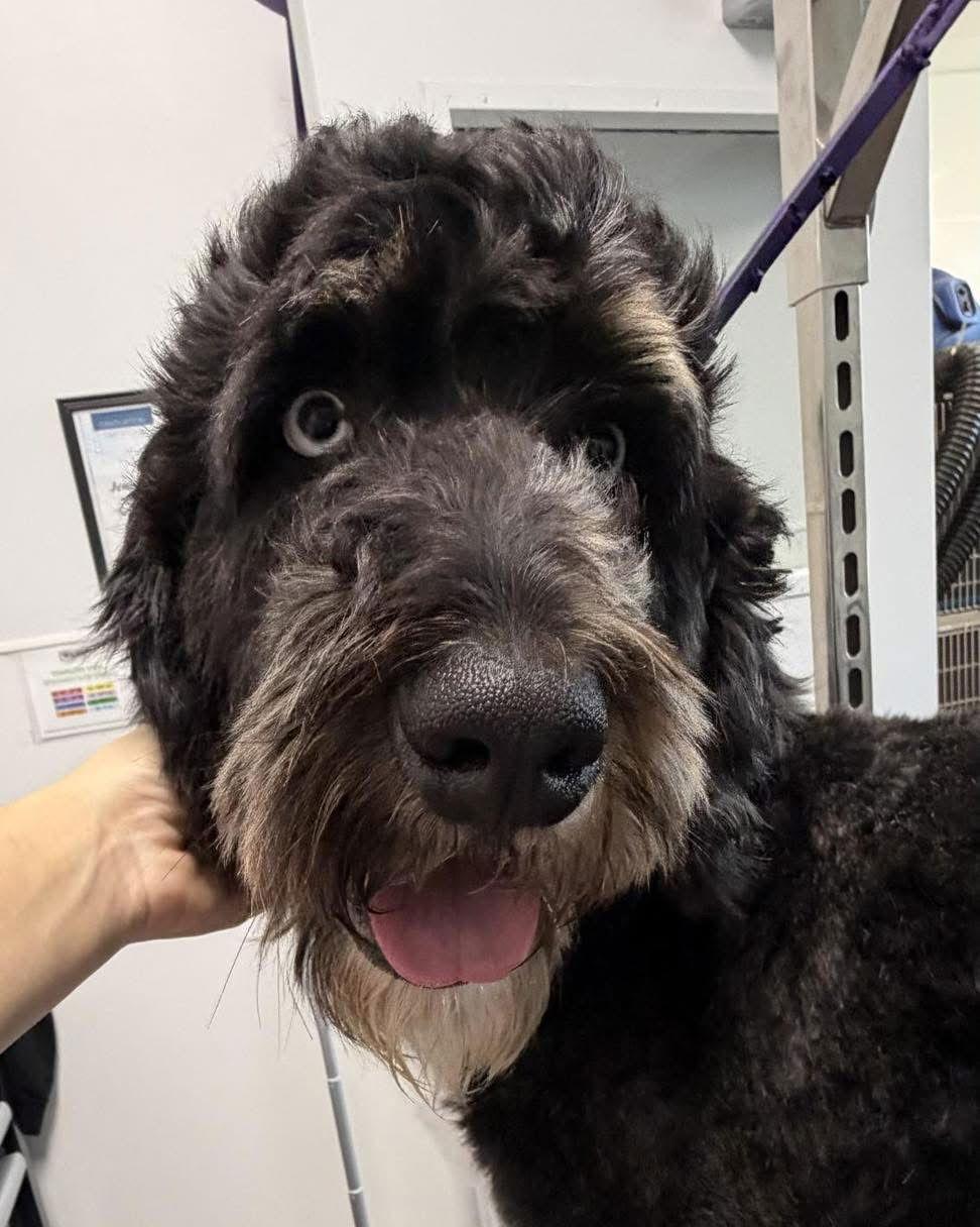 Enlarge Dakota, a Adoptable mixed breed in Valrico, FL image 3/3