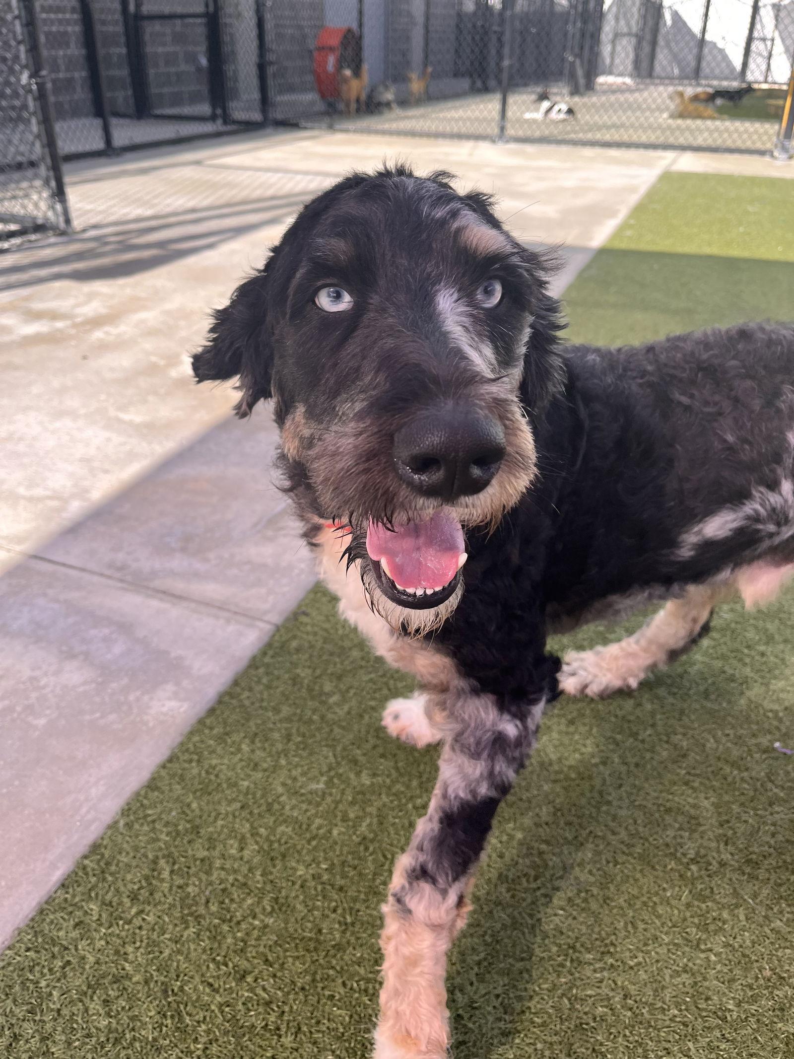 Dakota, a Adoptable mixed breed in Valrico, FL image 3/3