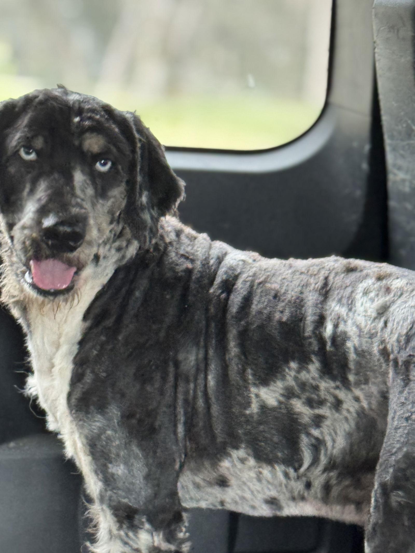 Enlarge Dakota, a Adoptable mixed breed in Valrico, FL image 2/2