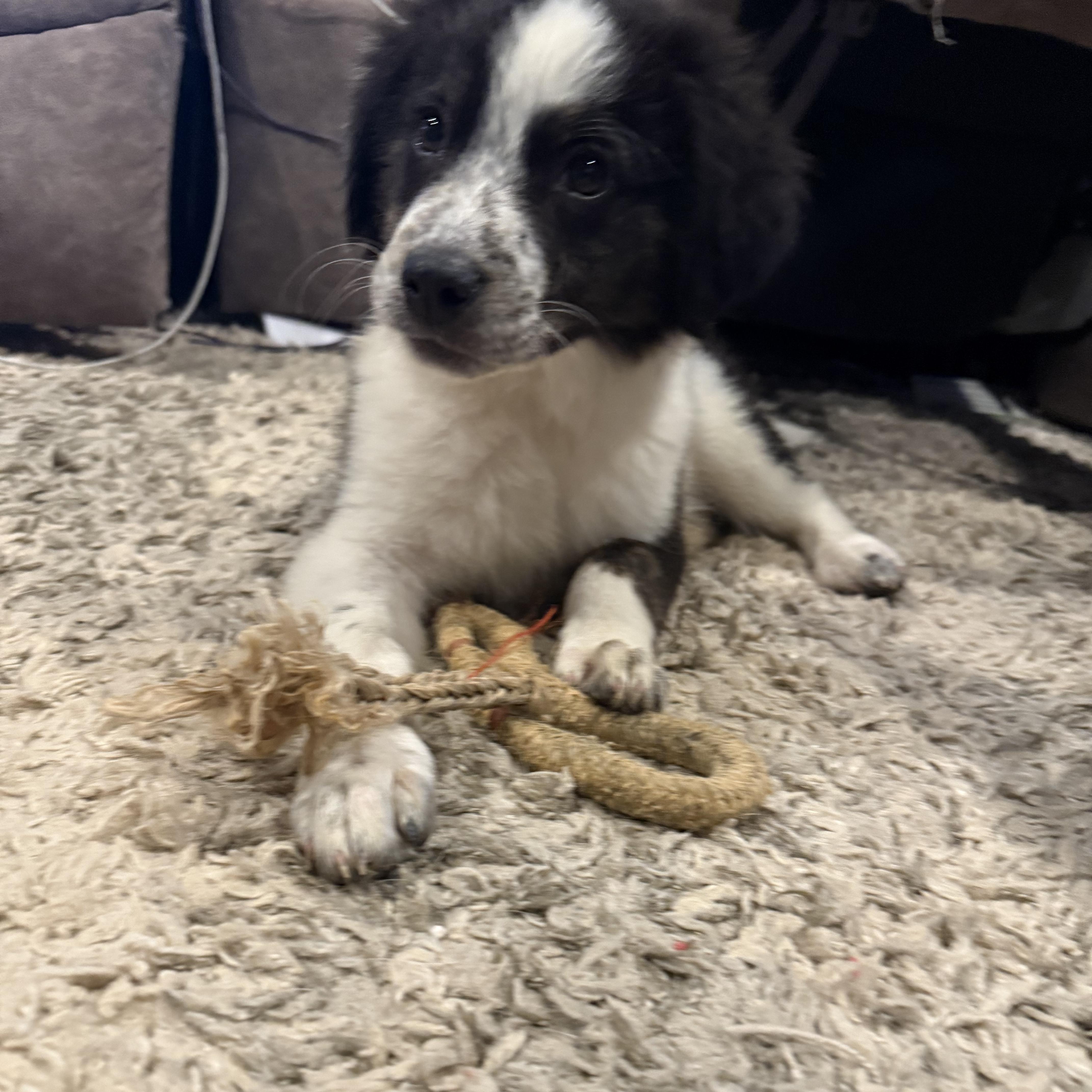 Oreo