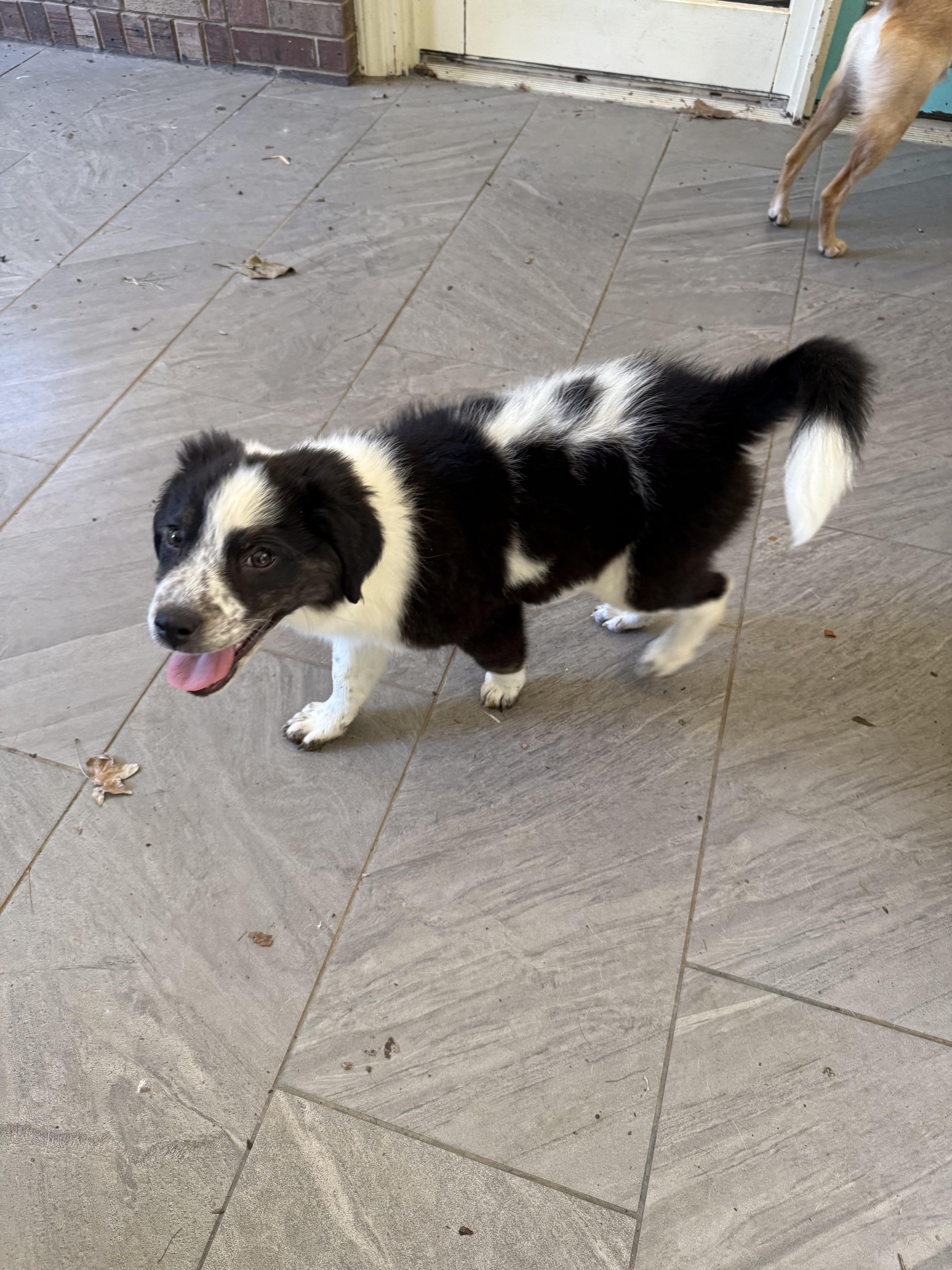 Oreo