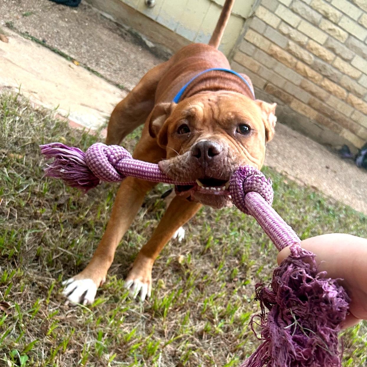 Enlarge Wally, a Adoptable mixed breed in Brattleboro, VT image 5/6