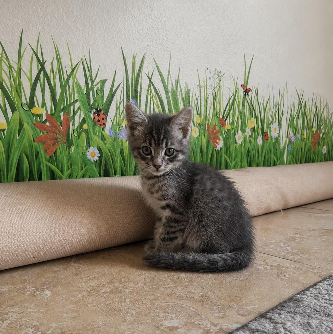 Buzz, a Adoptable Domestic Short Hair in Long Beach, CA image 2/2