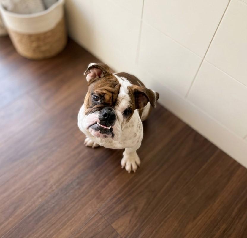 Sundae 6303, Adopted, Puppy Female English Bulldog.