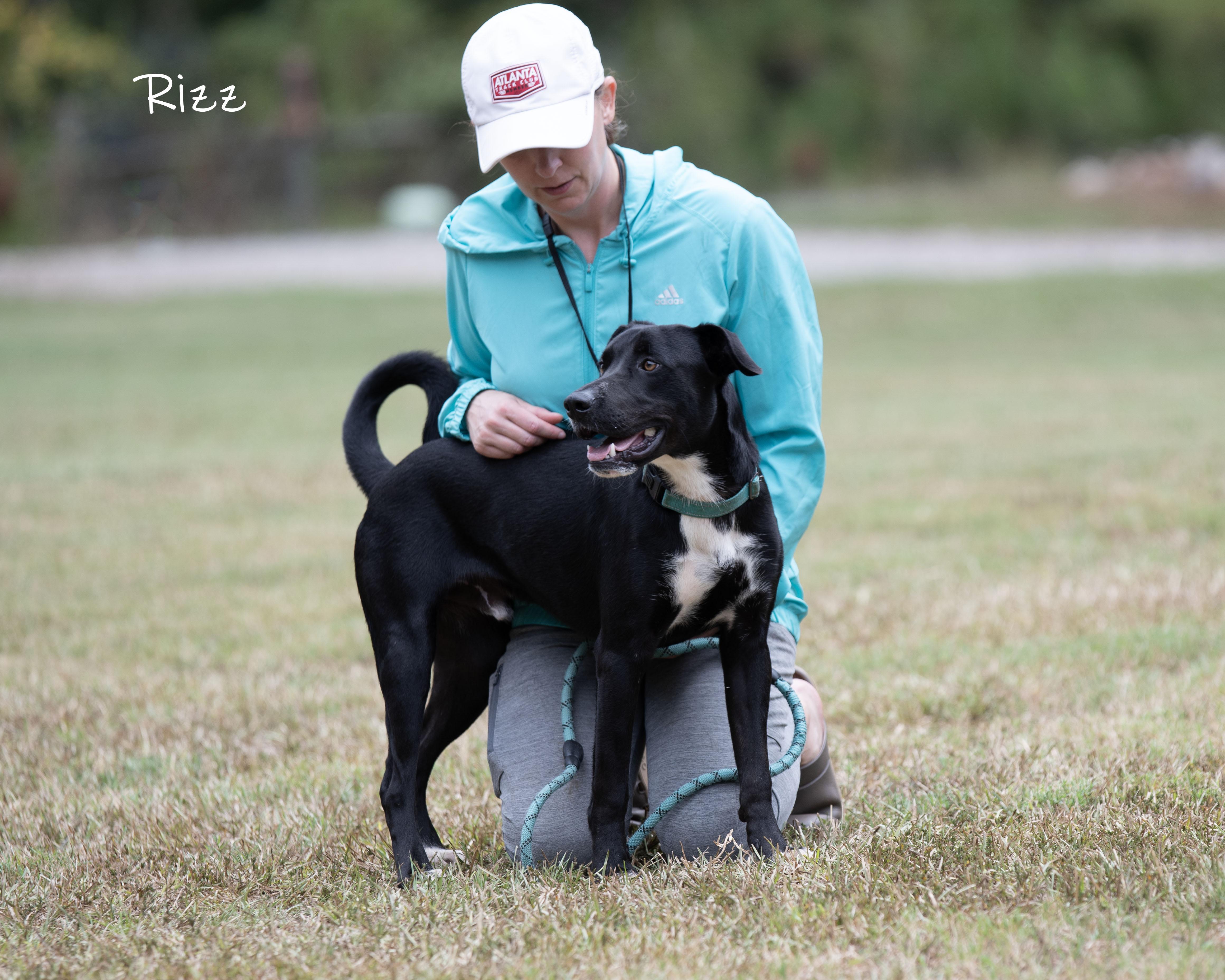 Enlarge Rizz, a Adoption Pending mixed breed in Bishop, GA image 4/6
