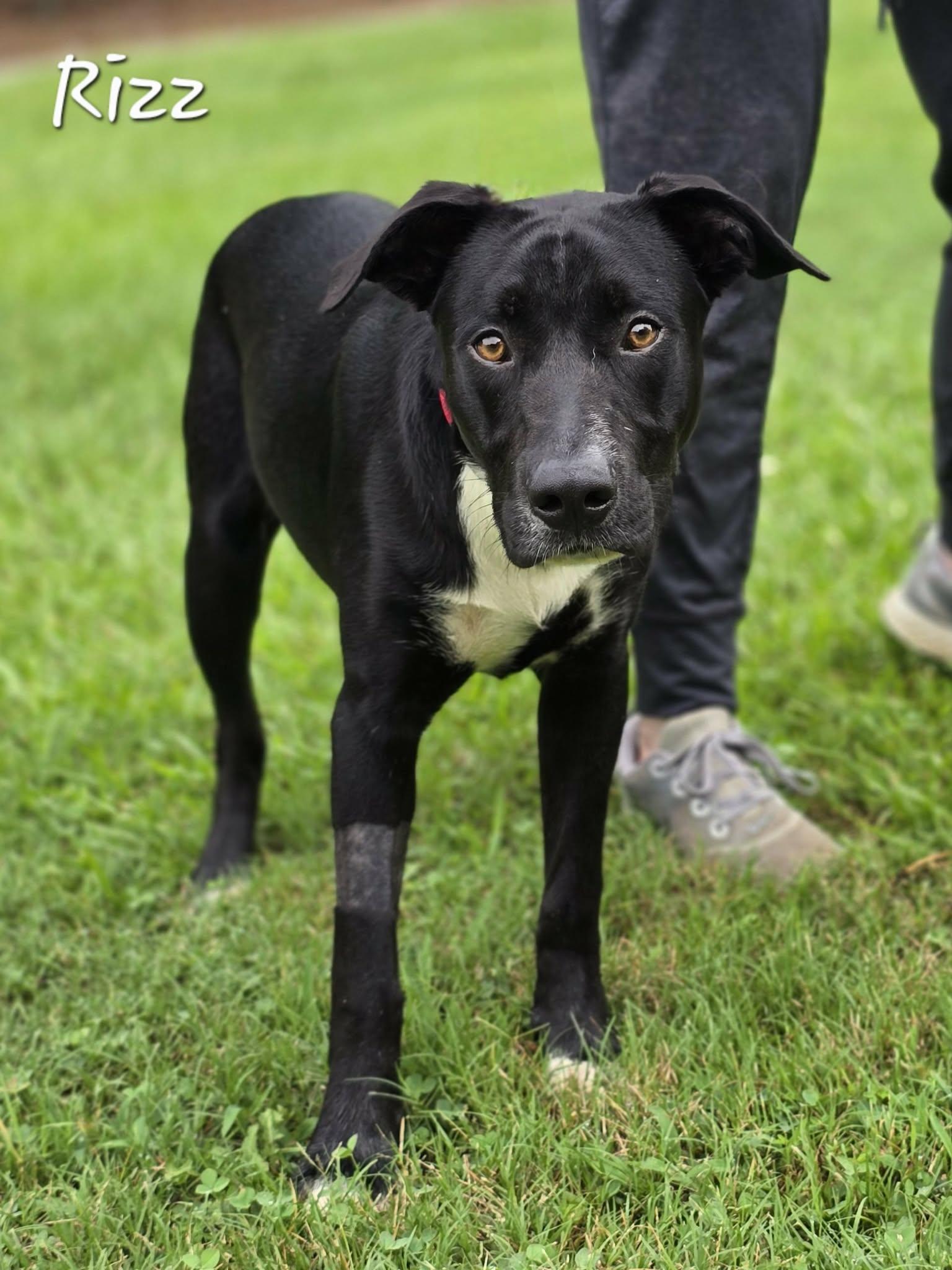 Enlarge Rizz, a ADOPTABLE mixed breed in Bishop, GA image 1/3