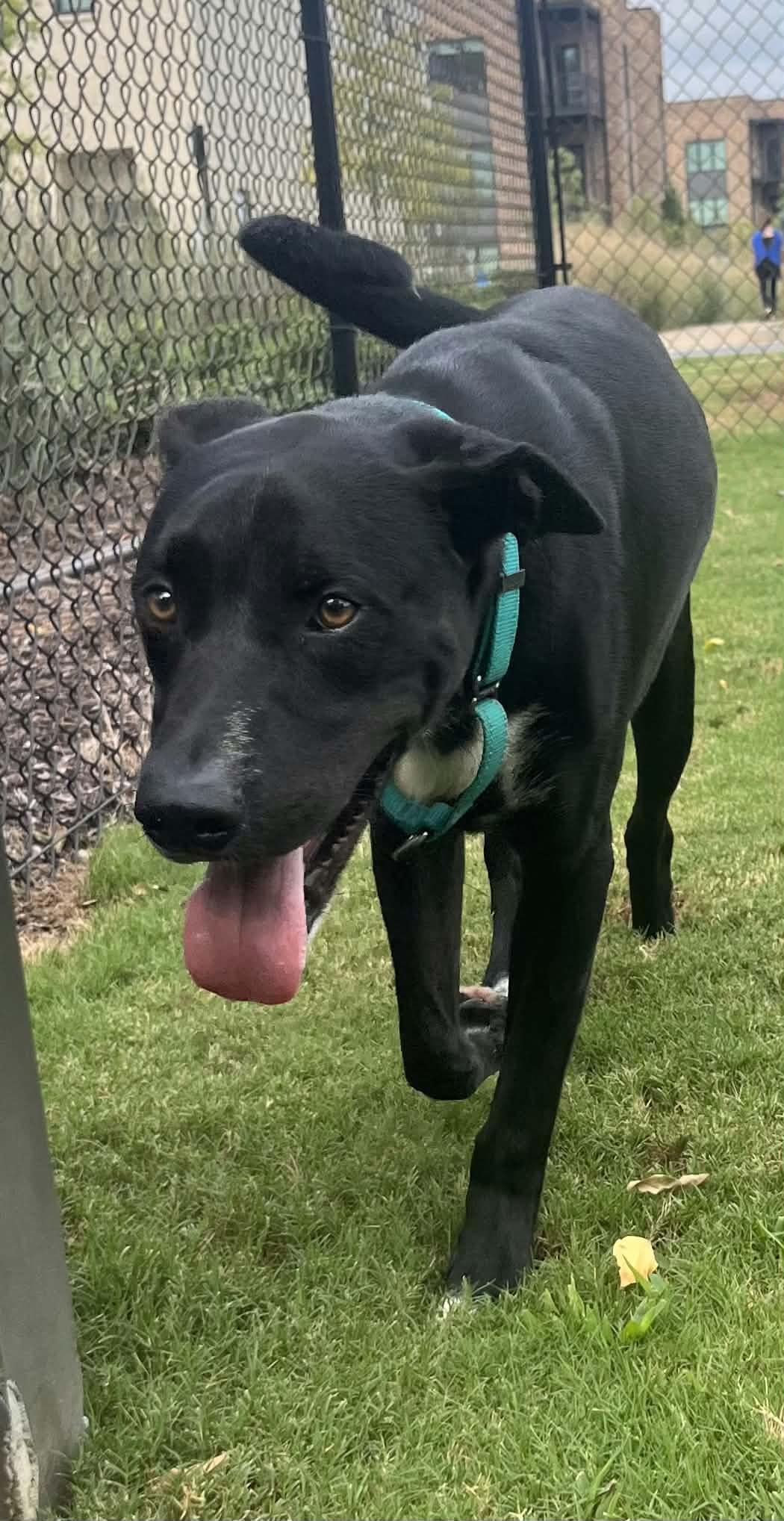 Enlarge Rizz, a ADOPTABLE mixed breed in Bishop, GA image 6/6
