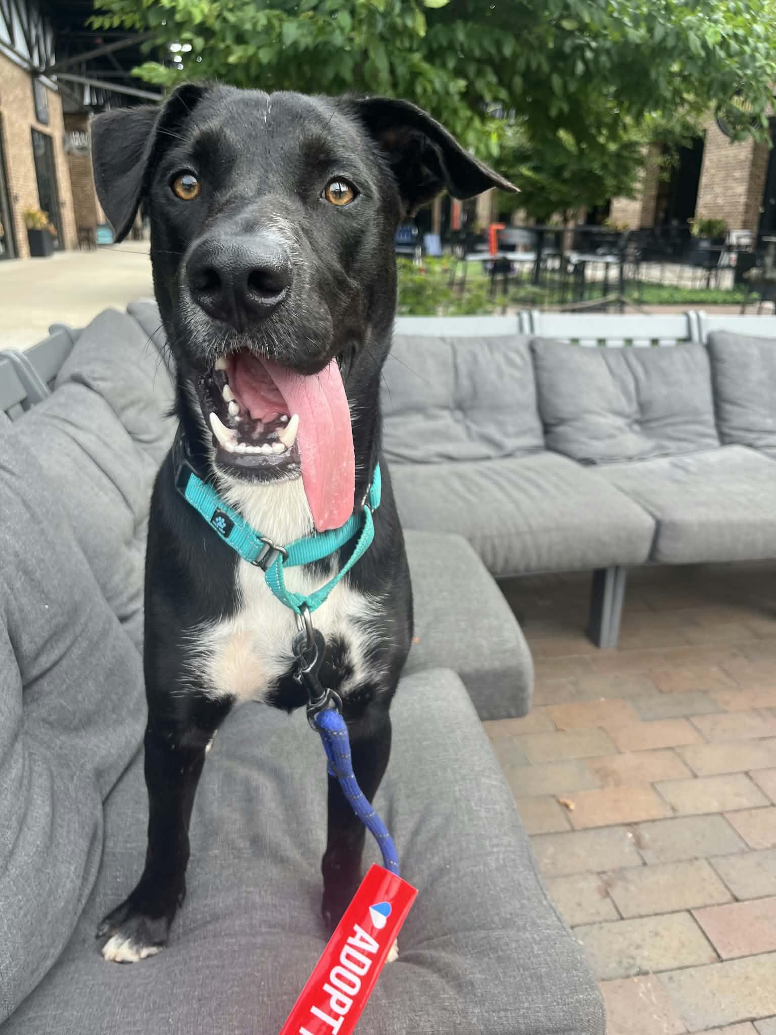 Rizz, ADOPTABLE, Young Male Labrador Retriever.