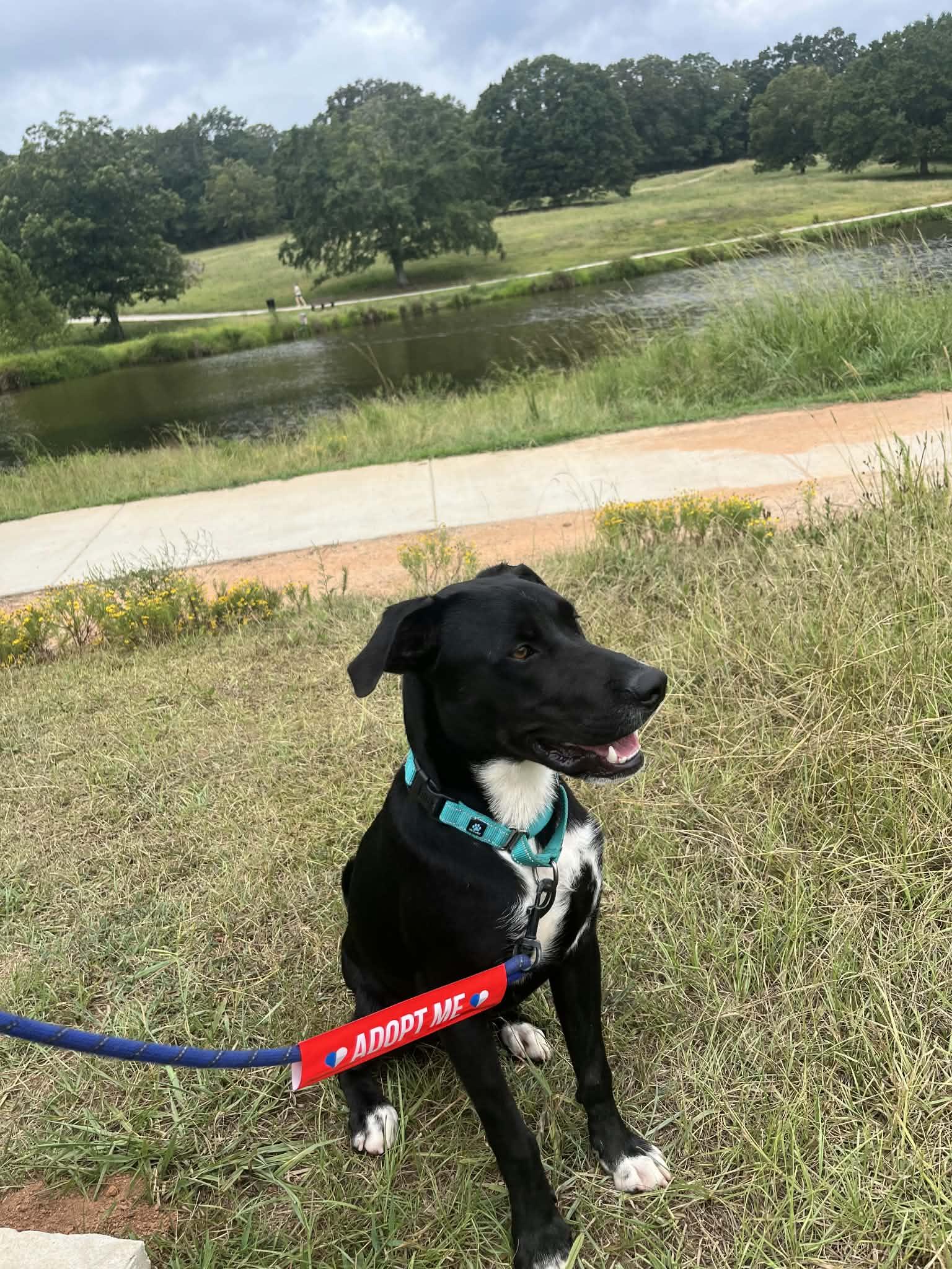 Enlarge Rizz, a ADOPTABLE mixed breed in Bishop, GA image 2/6