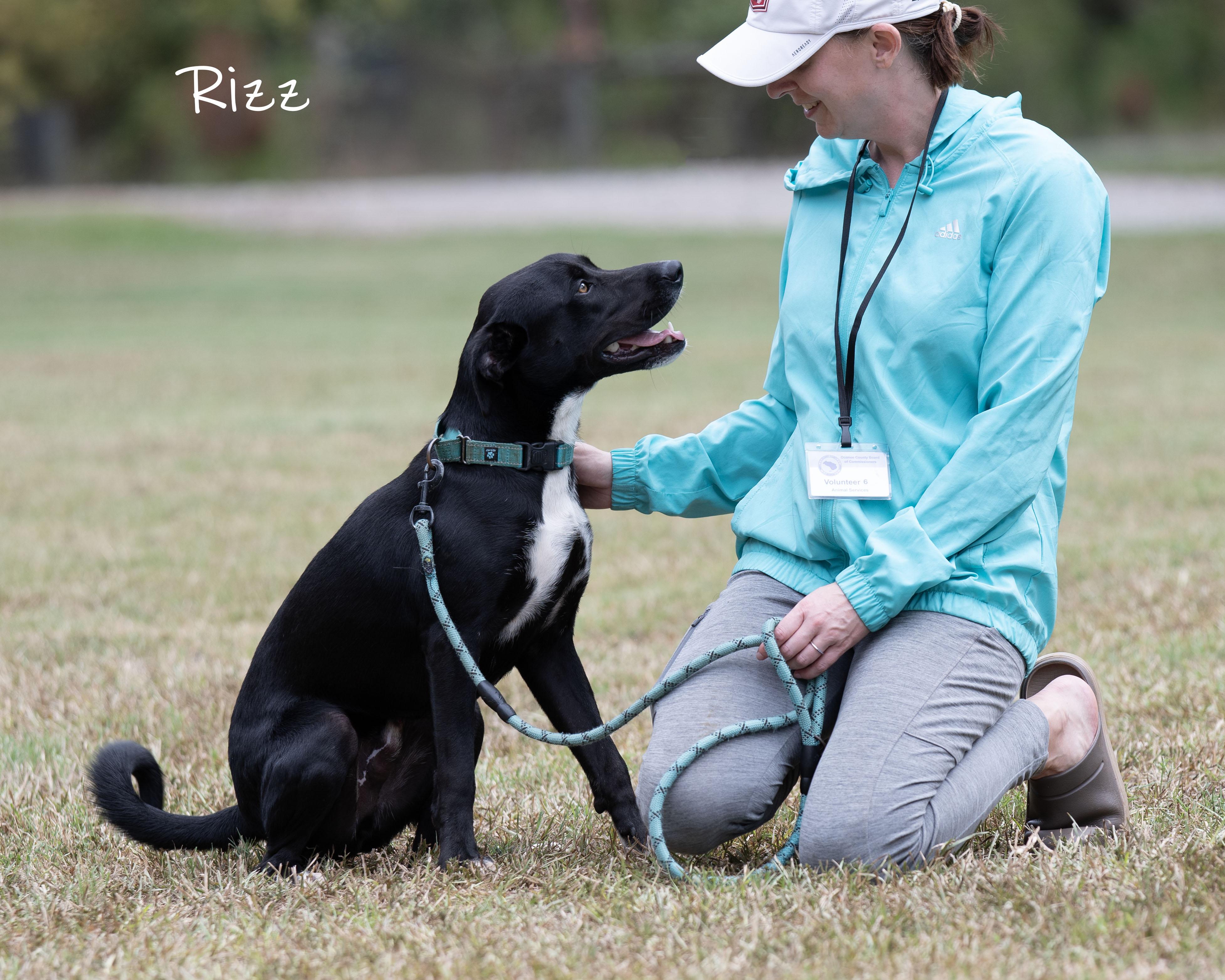 Rizz, Adoptable, Young Male Labrador Retriever.