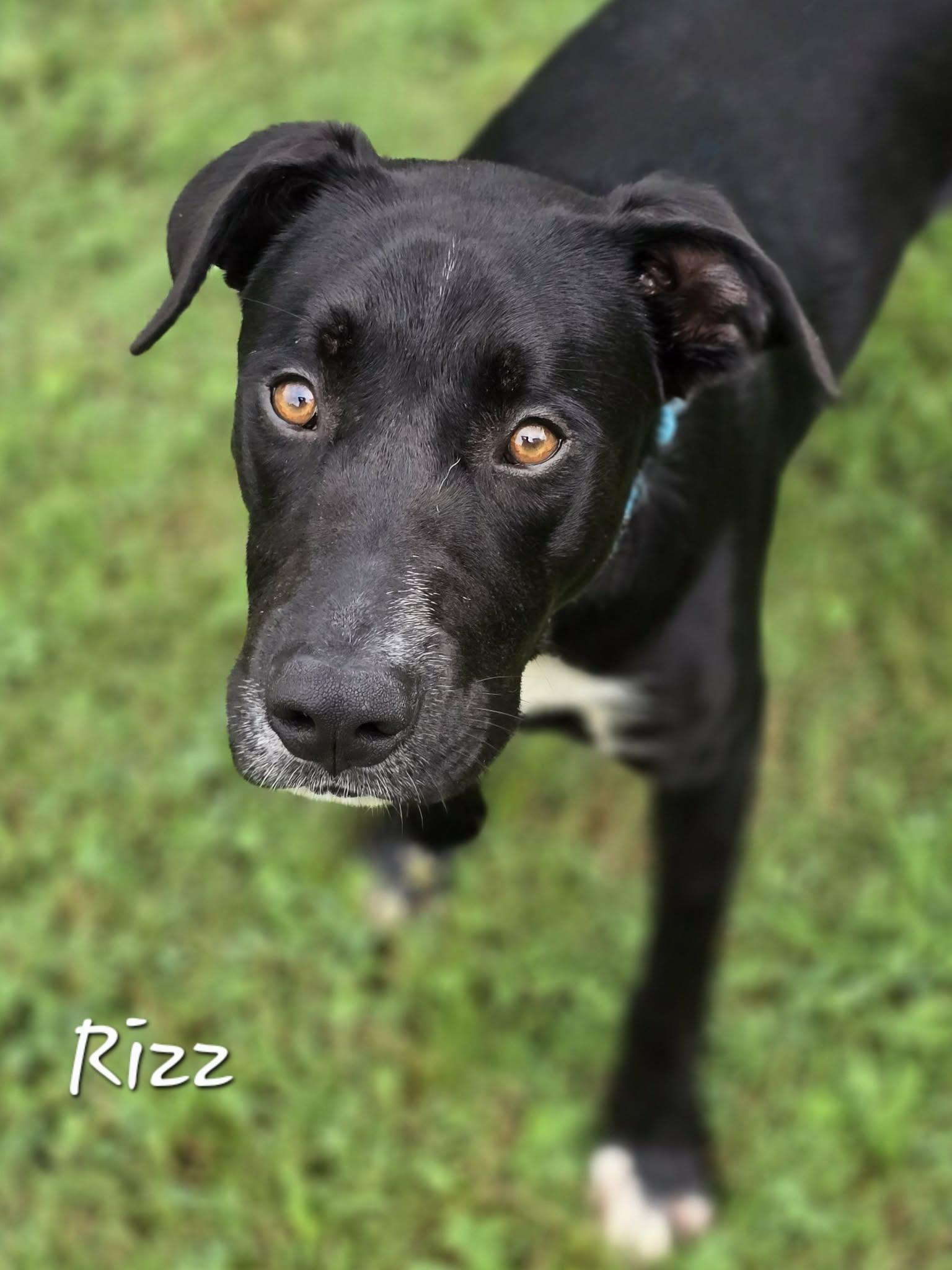 Enlarge Rizz, a ADOPTABLE mixed breed in Bishop, GA image 3/3