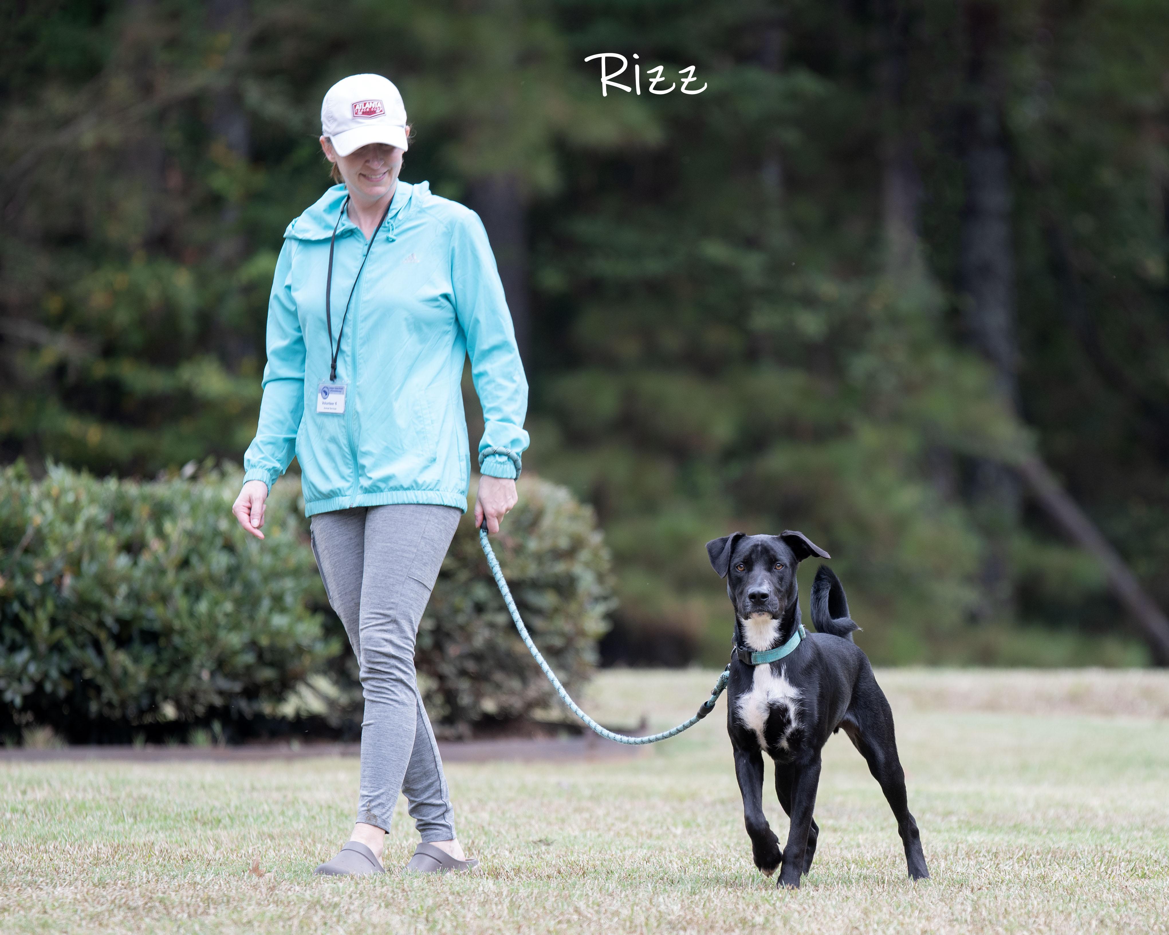 Enlarge Rizz, a Adoption Pending mixed breed in Bishop, GA image 2/6