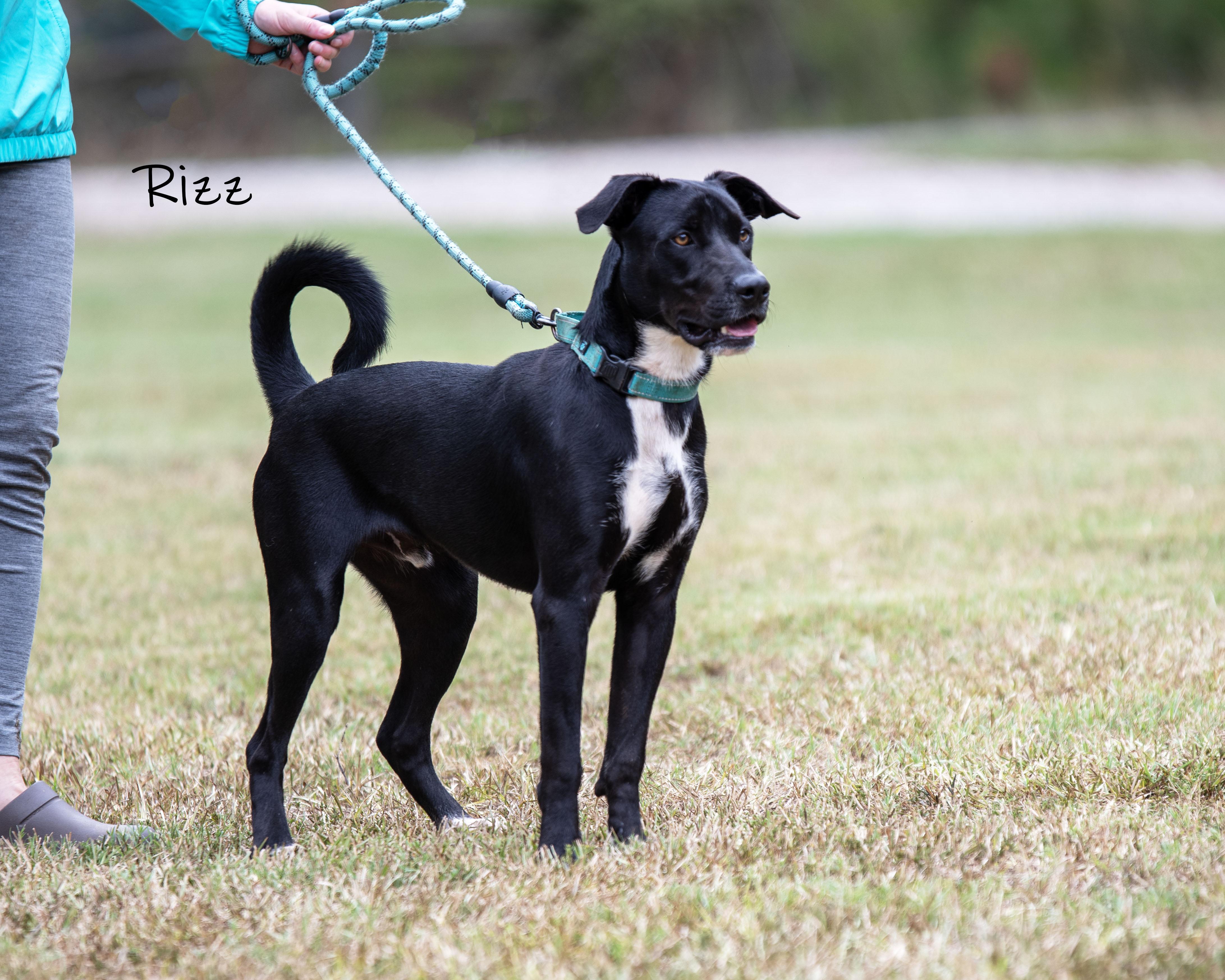 Enlarge Rizz, a Adoption Pending mixed breed in Bishop, GA image 3/6