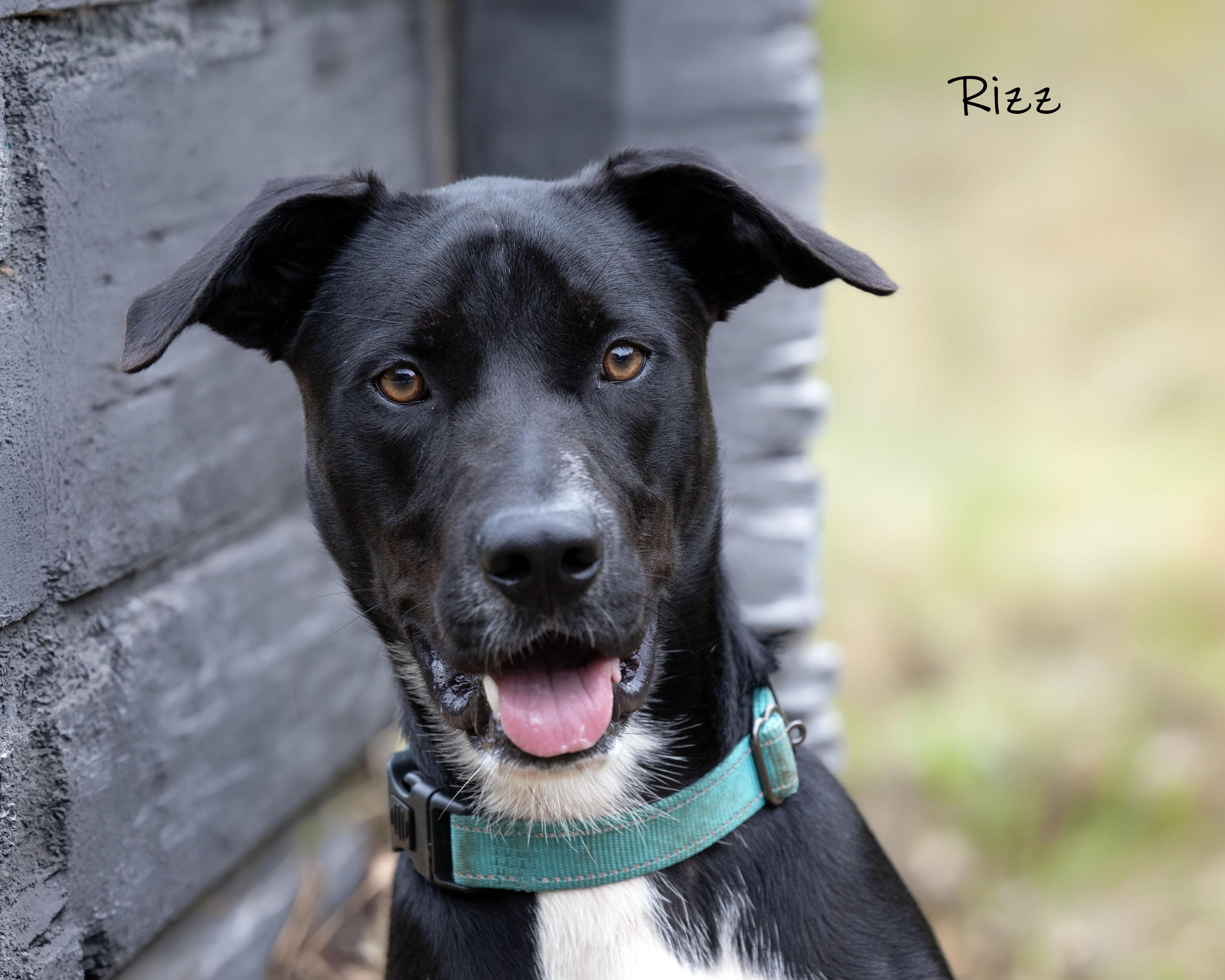 Enlarge Rizz, a Adoption Pending mixed breed in Bishop, GA image 5/6
