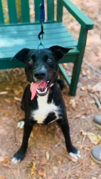Enlarge Rizz, a ADOPTABLE mixed breed in Bishop, GA video 5/6