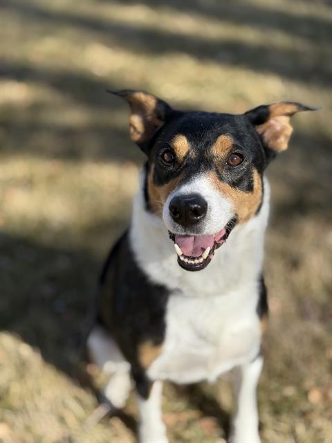 Enlarge SPRUCE, a Adoptable mixed breed in West Valley City, UT image 1/1