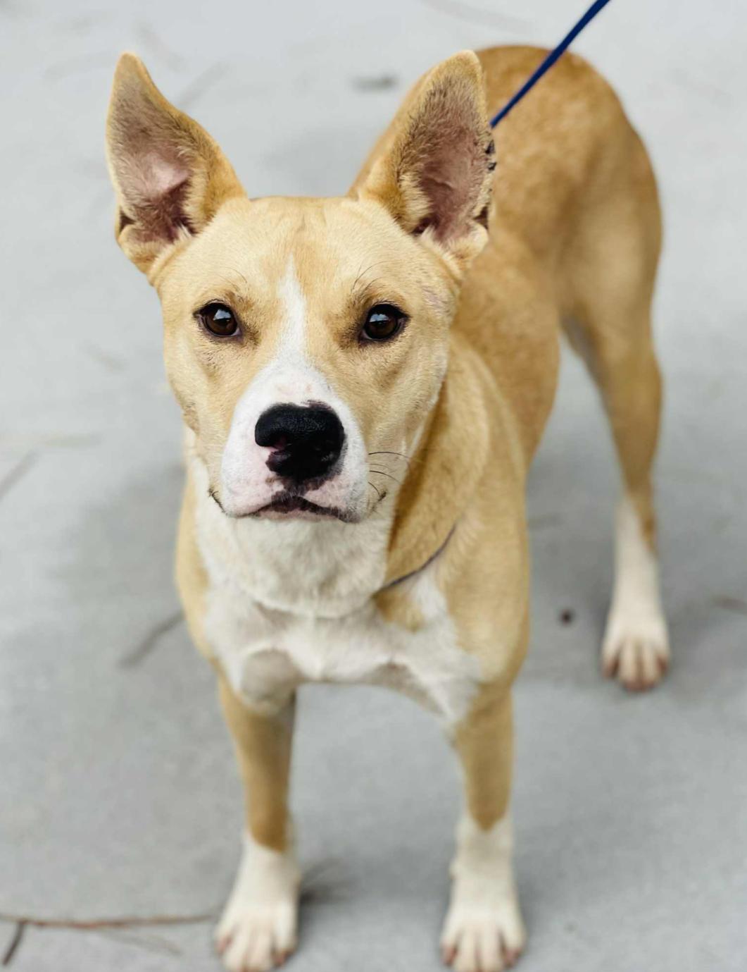 Come adopt me today I am located at Rockdale County Animal Services come visit me from 1pm-430pm
