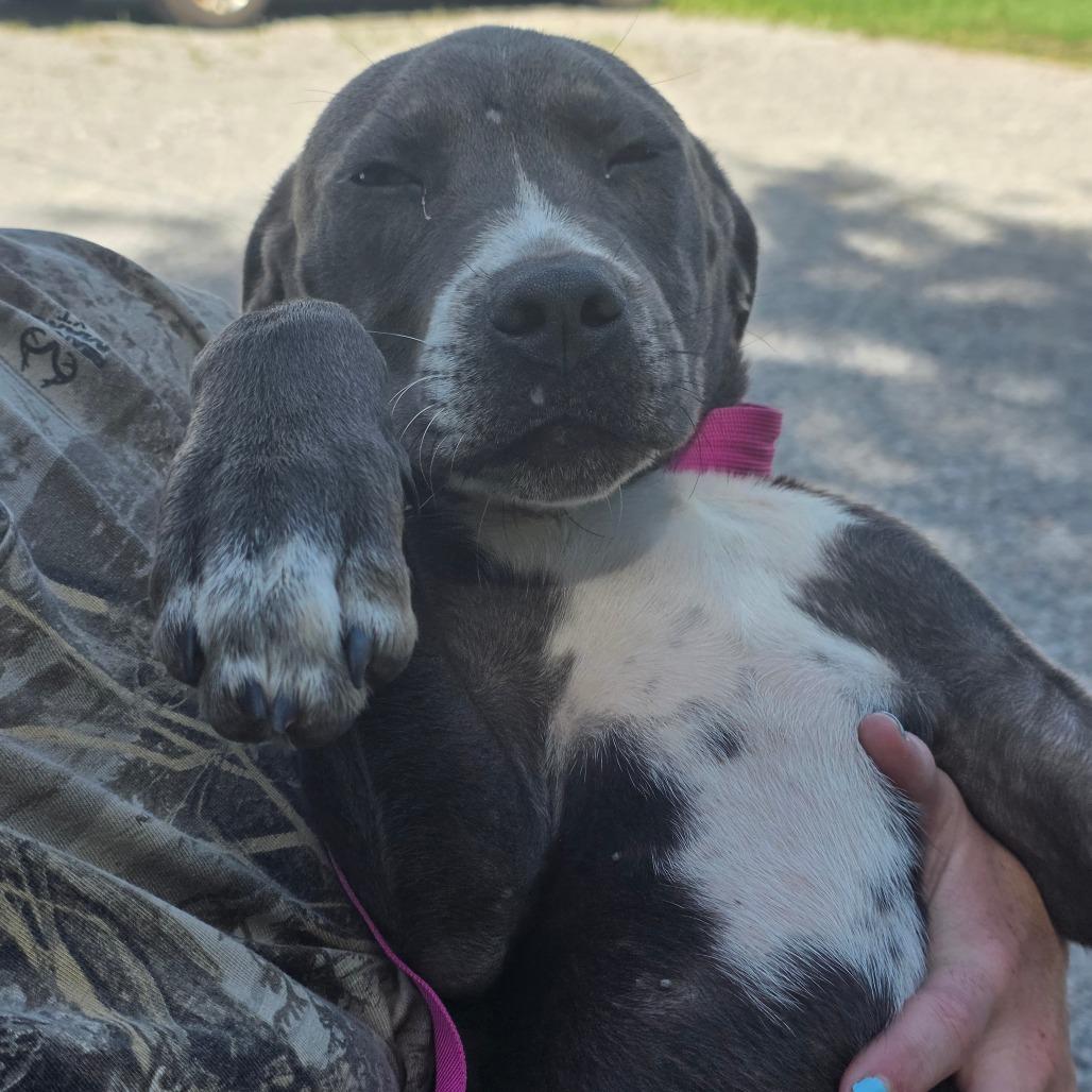 Shamrock, Adoptable, Young Male Terrier & Mixed Breed.