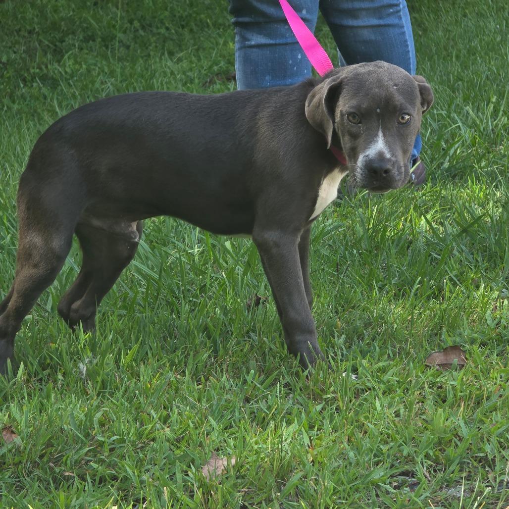 Enlarge Shamrock, a Adoptable mixed breed in Clanton, AL image 2/4
