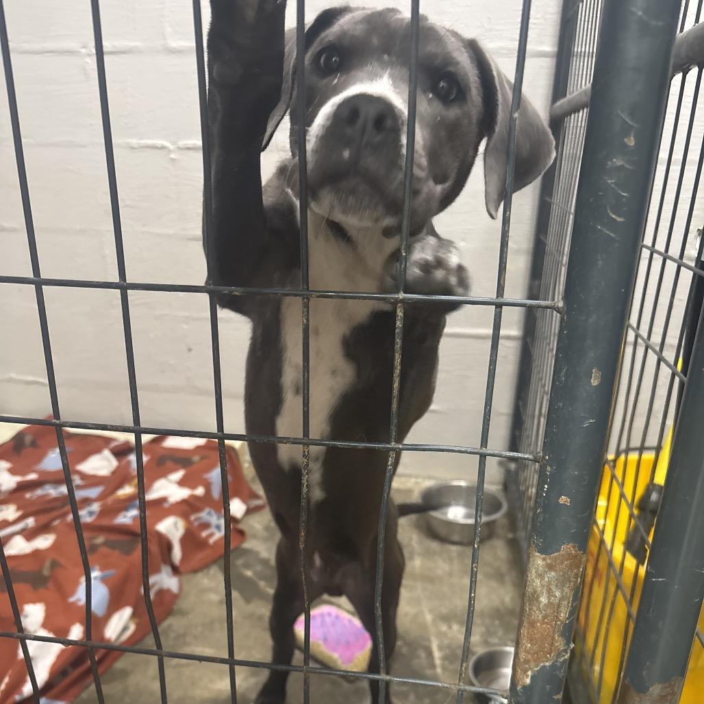 Enlarge Shamrock, a Adoptable mixed breed in Clanton, AL image 3/4