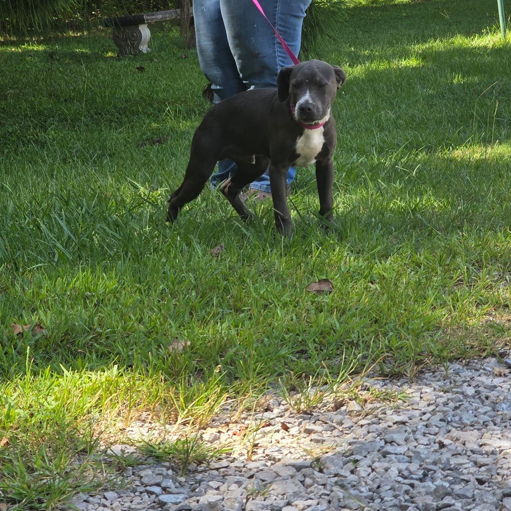 Enlarge Shamrock, a Adoptable mixed breed in Clanton, AL image 4/4