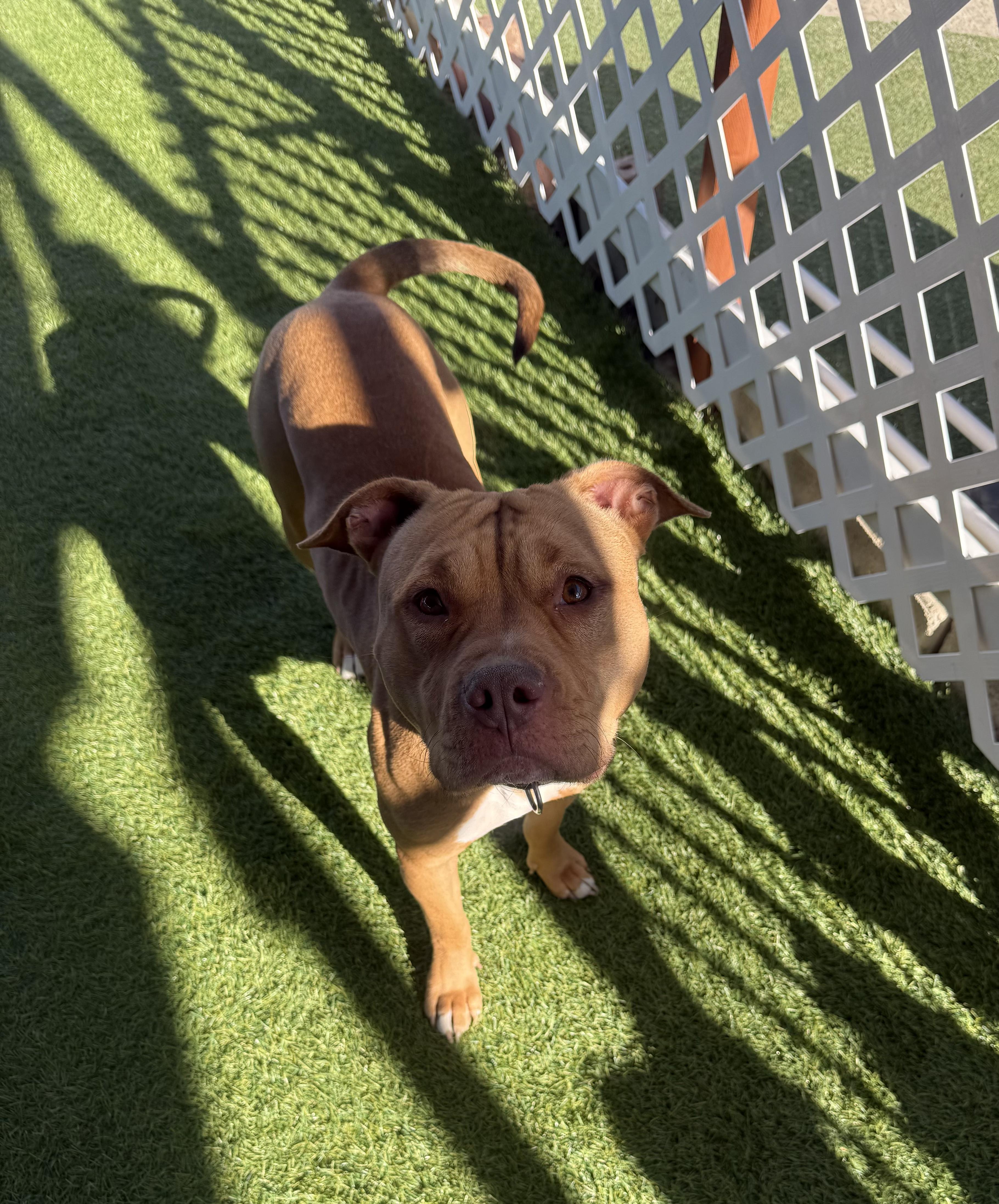 Enlarge Honnie, a Adoptable mixed breed in Santa Monica, CA image 4/4