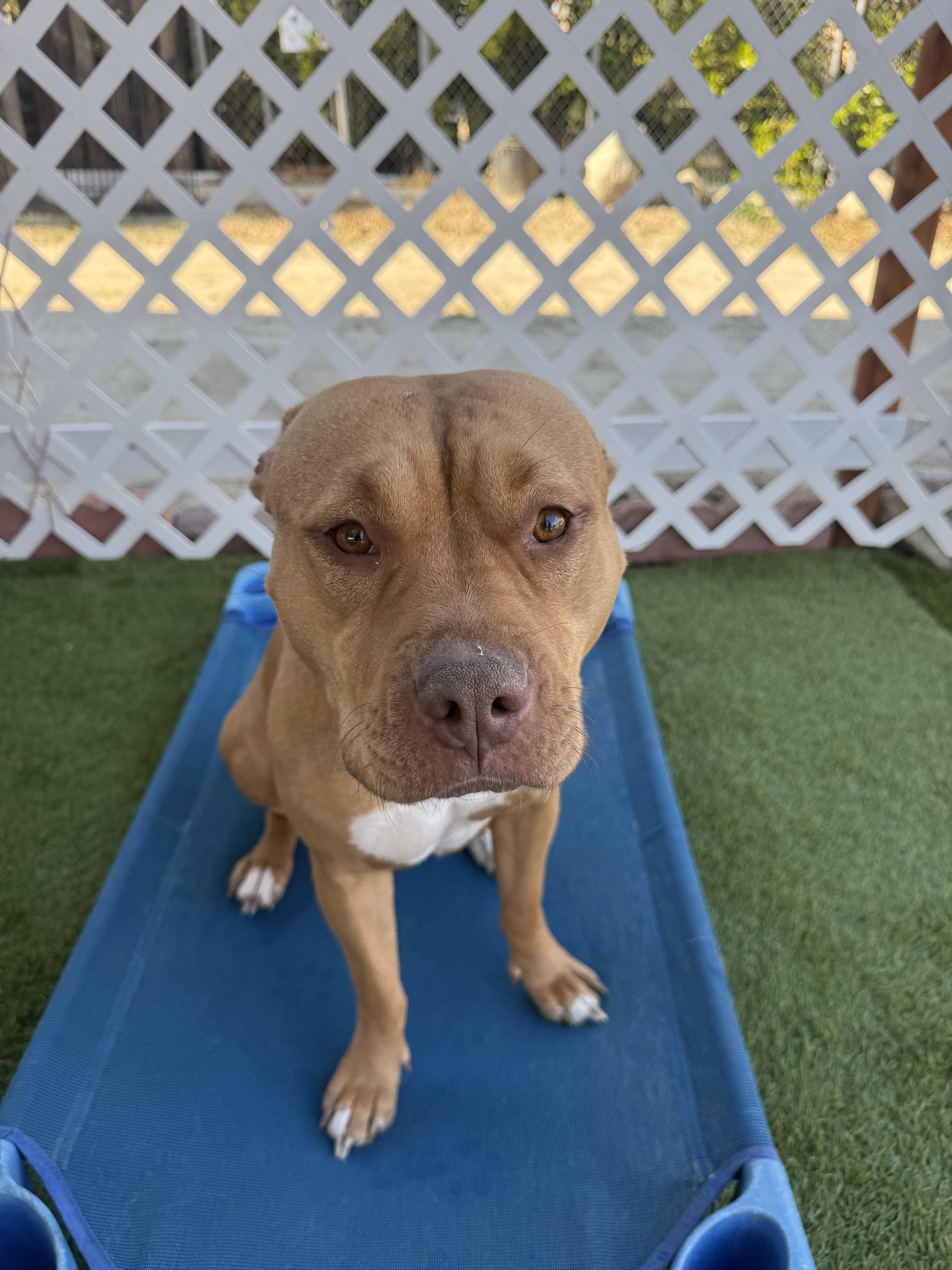 Enlarge Honnie, a Adoptable mixed breed in Santa Monica, CA image 1/4