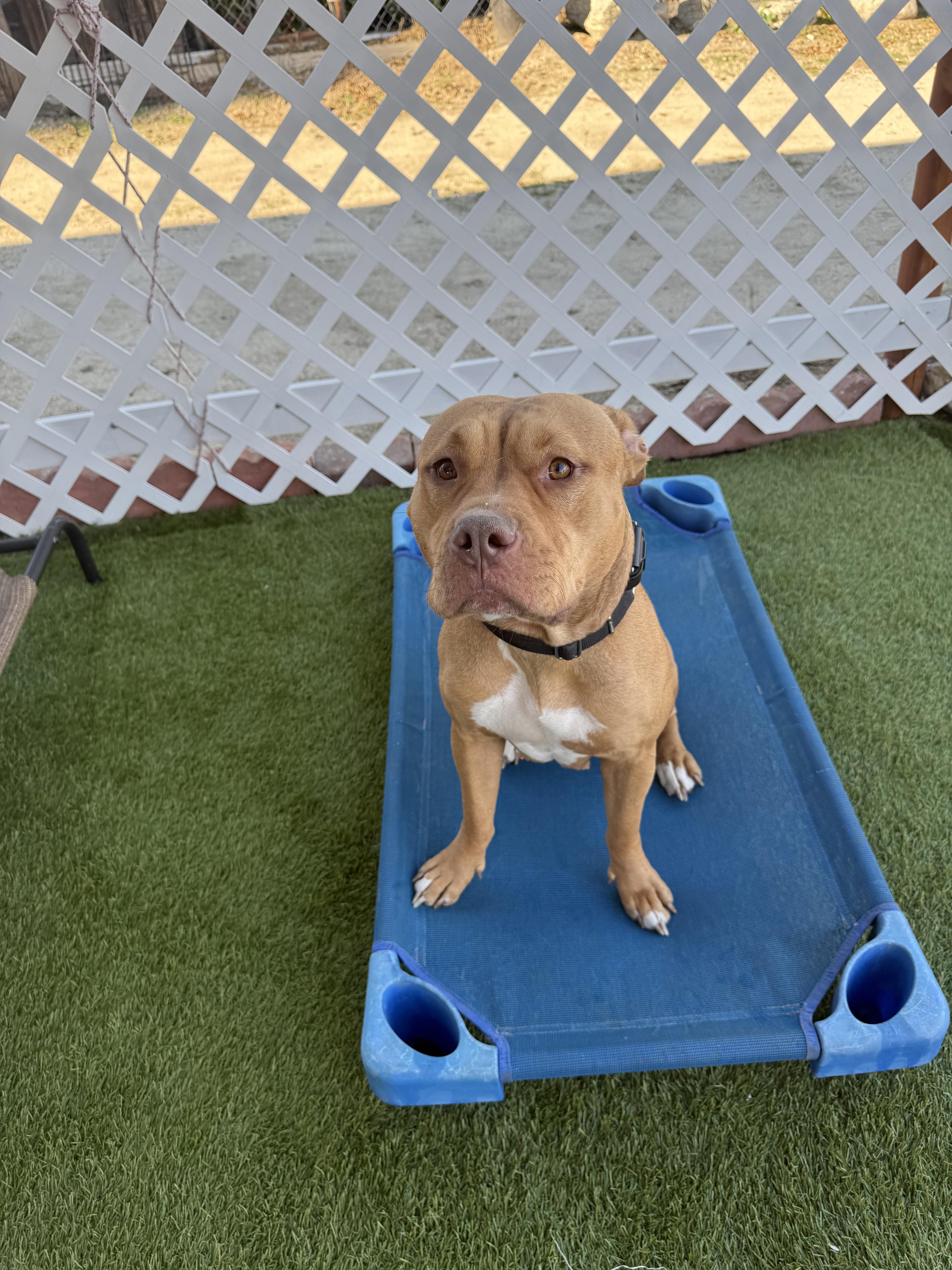 Enlarge Honnie, a Adoptable mixed breed in Santa Monica, CA image 3/4