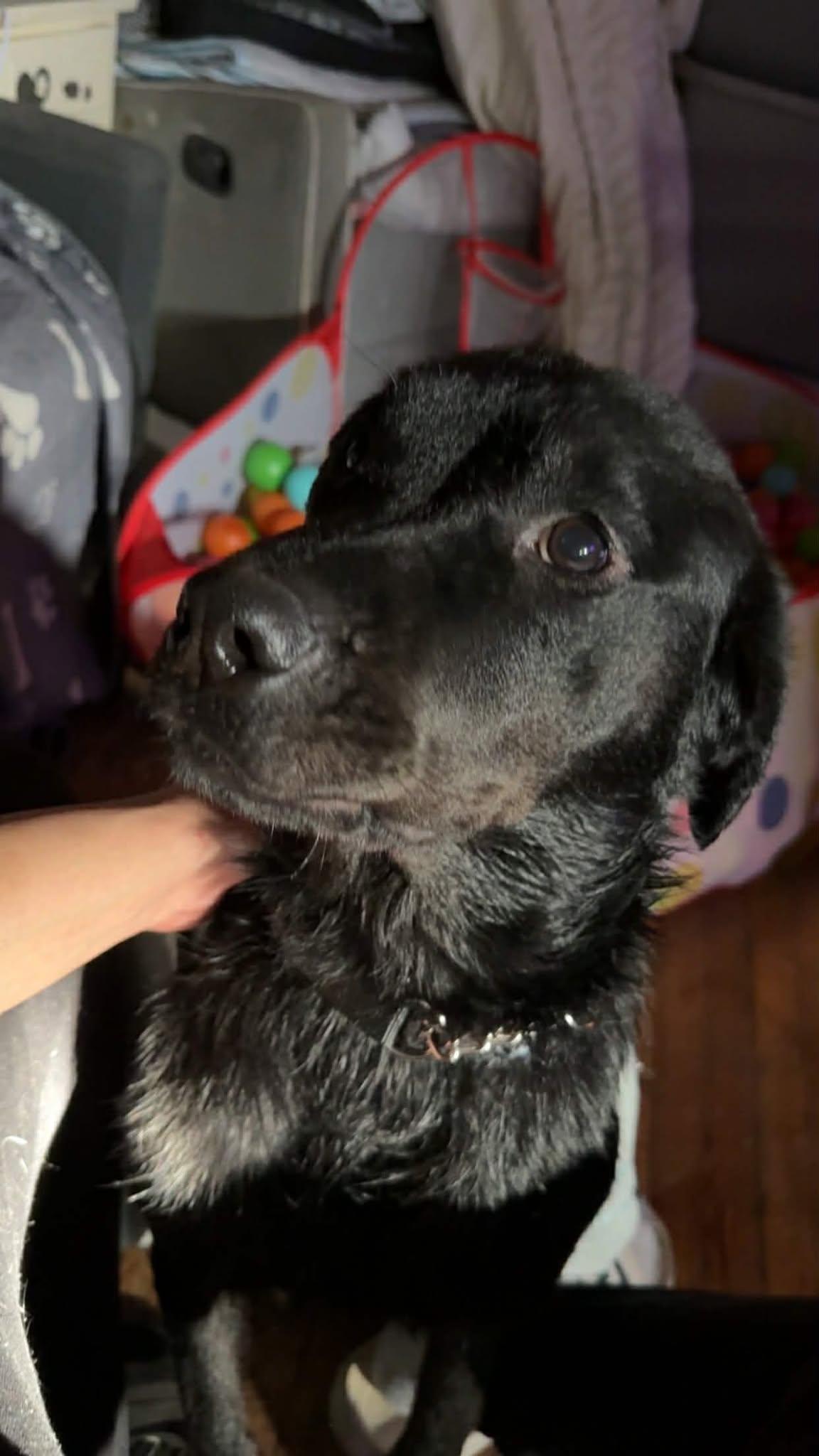 Wednesday, ADOPTABLE, Young Female Rottweiler.