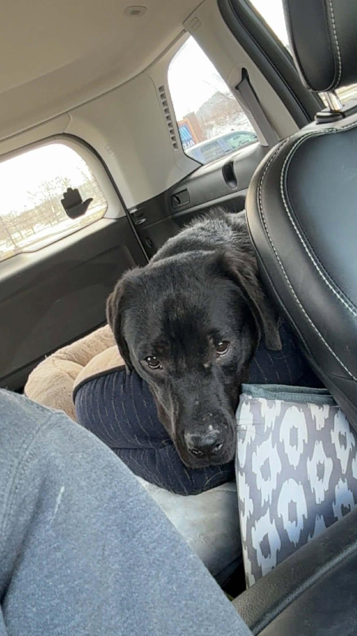 Enlarge Wednesday, a ADOPTABLE mixed breed in Binghamton, NY image 3/3