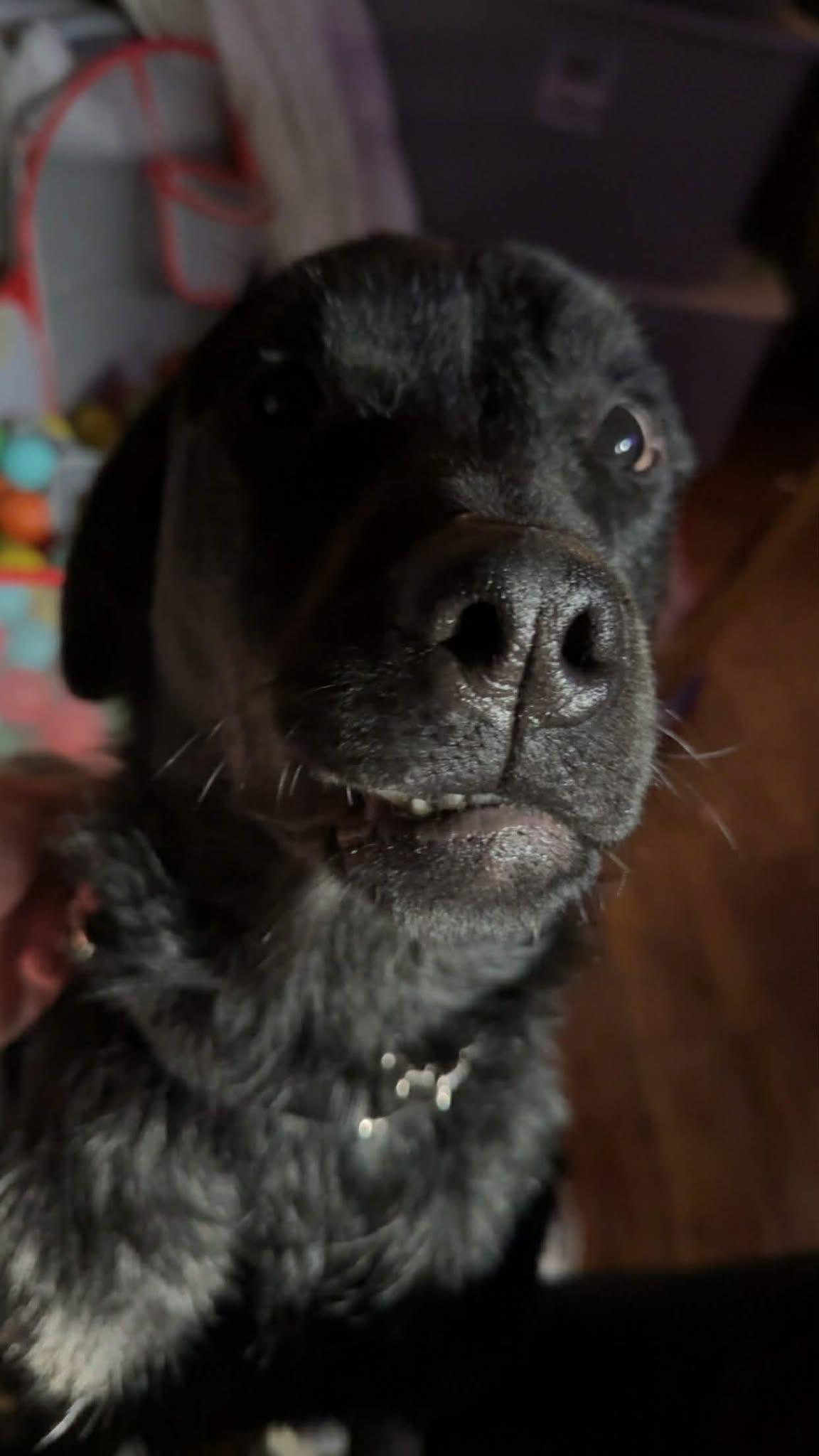 Enlarge Wednesday, a ADOPTABLE mixed breed in Binghamton, NY image 2/3