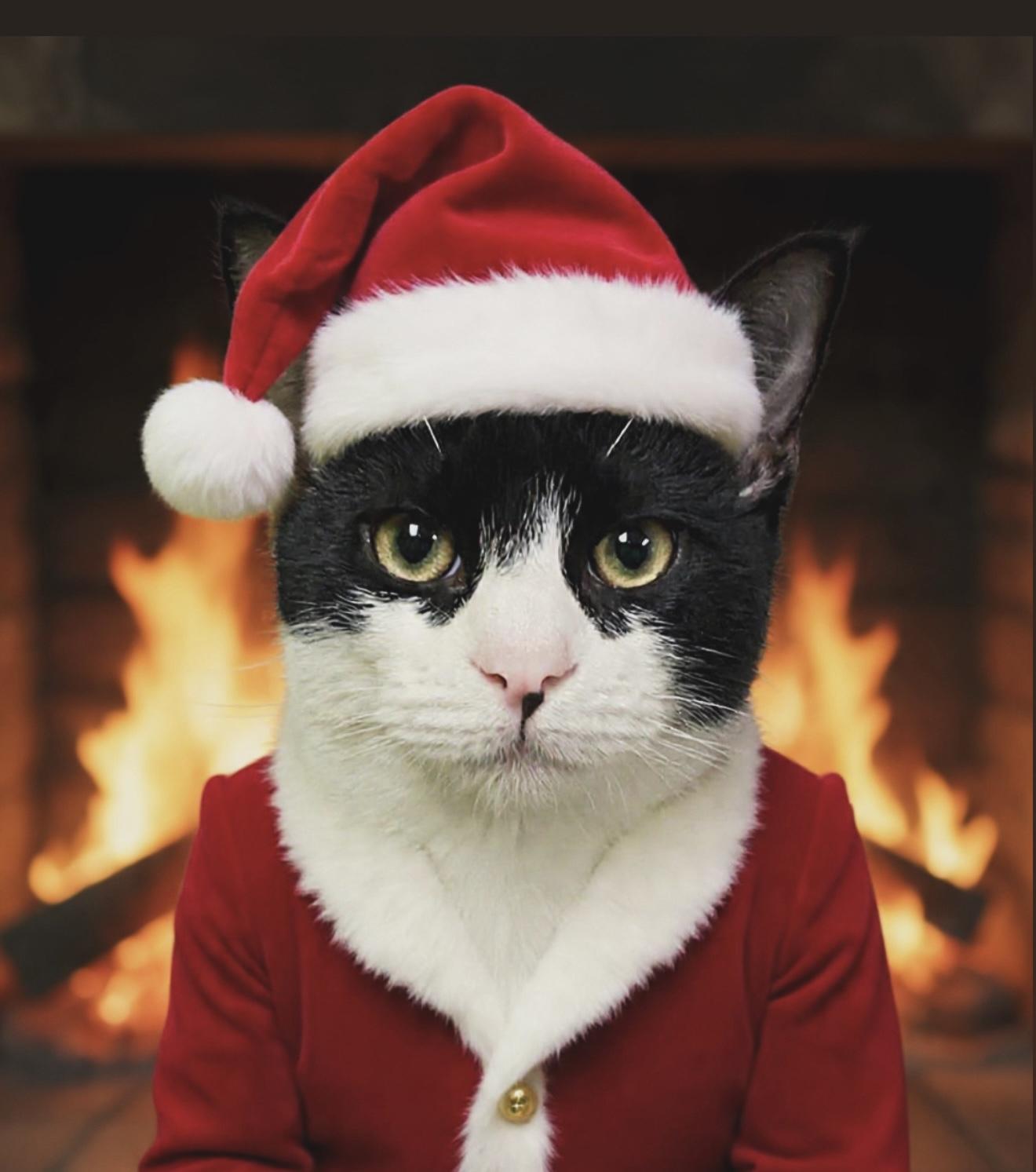 Albert, Adoptable, Young Male American Shorthair.