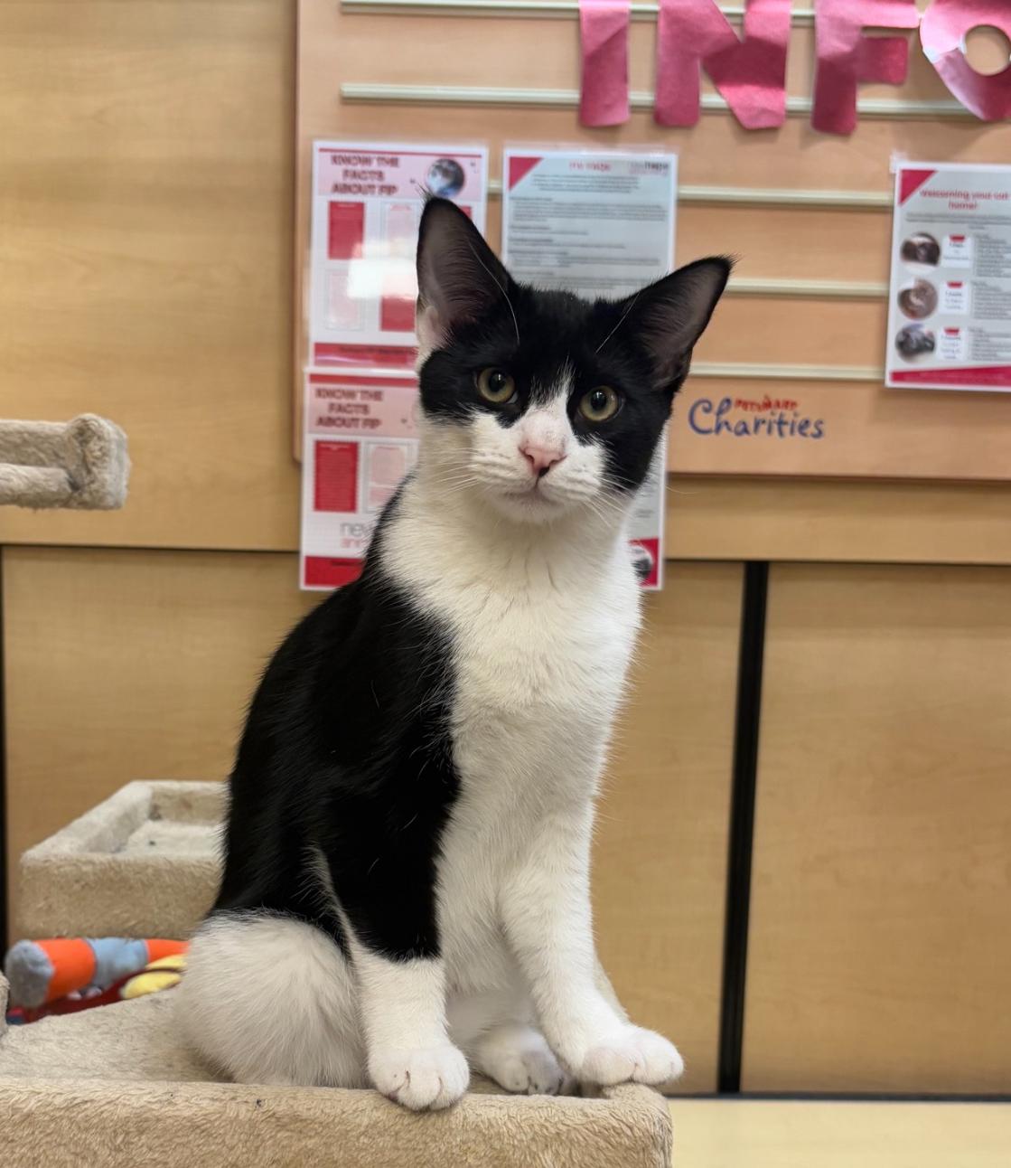 Enlarge Albert, a Adoptable mixed breed in Sunset Valley, TX image 3/6