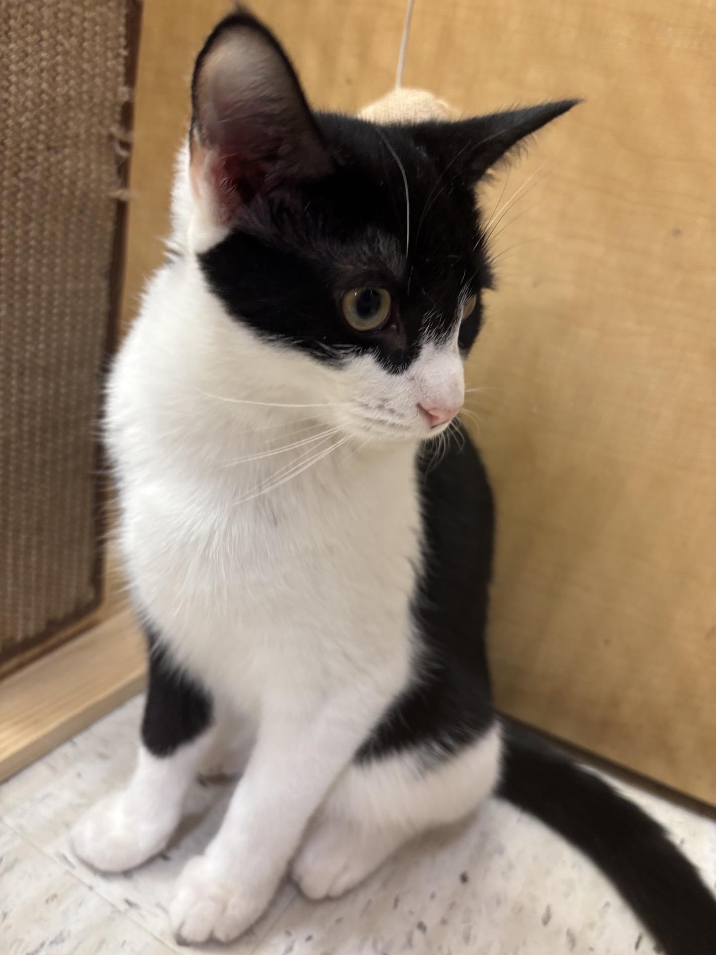 Enlarge Albert, a Adoptable mixed breed in Sunset Valley, TX image 4/6