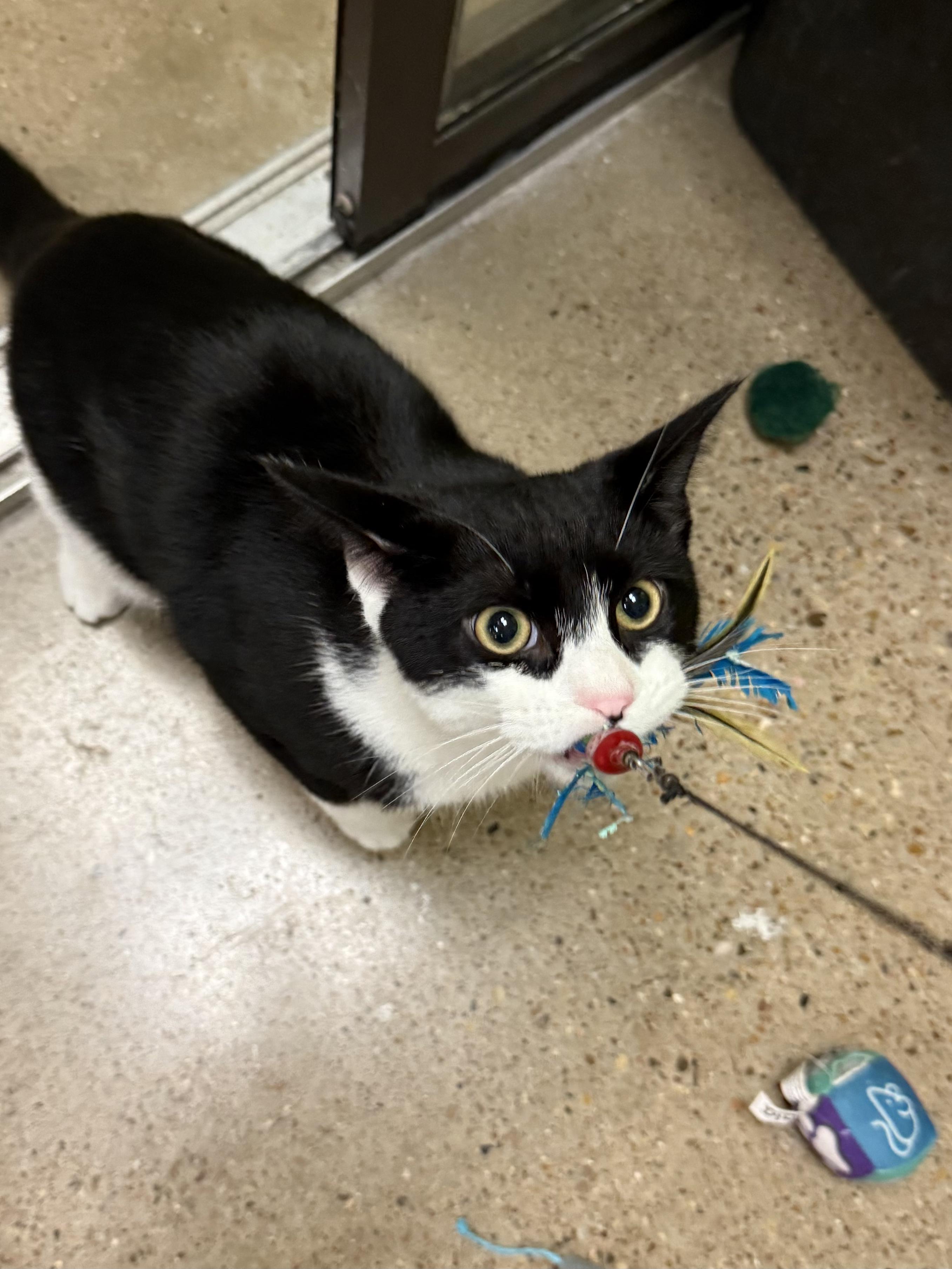 Albert, Adoptable, Young Male American Shorthair.