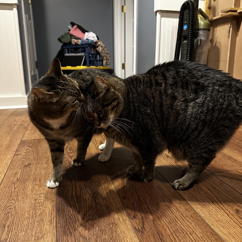 Enlarge Lucy, a Adoptable Domestic Short Hair in Lynchburg, VA image 1/4