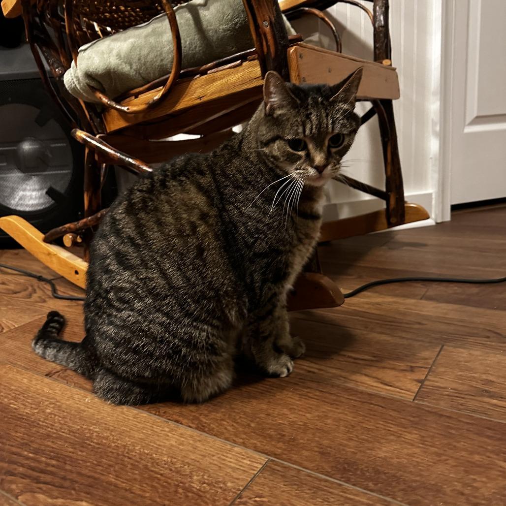 Enlarge Lucy, a Adoptable Domestic Short Hair in Lynchburg, VA image 4/4