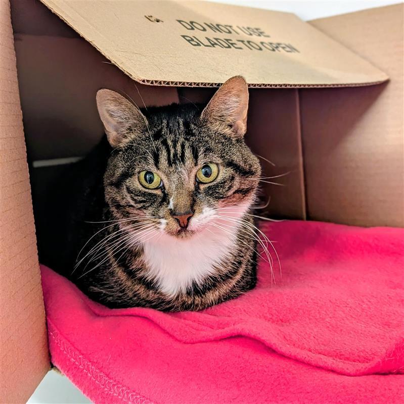 Lory, a ADOPTABLE Domestic Short Hair in Hilliard, OH image 2/2