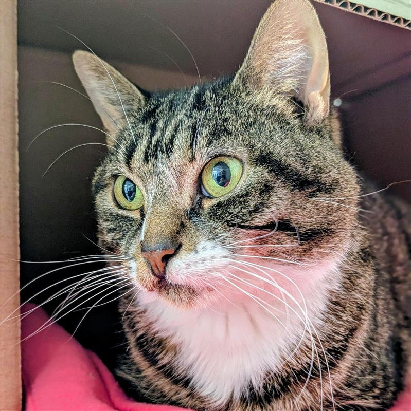 Lory, a ADOPTABLE Domestic Short Hair in Hilliard, OH image 1/2