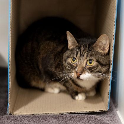 Enlarge Lory, a ADOPTABLE Domestic Short Hair in Hilliard, OH image 2/2